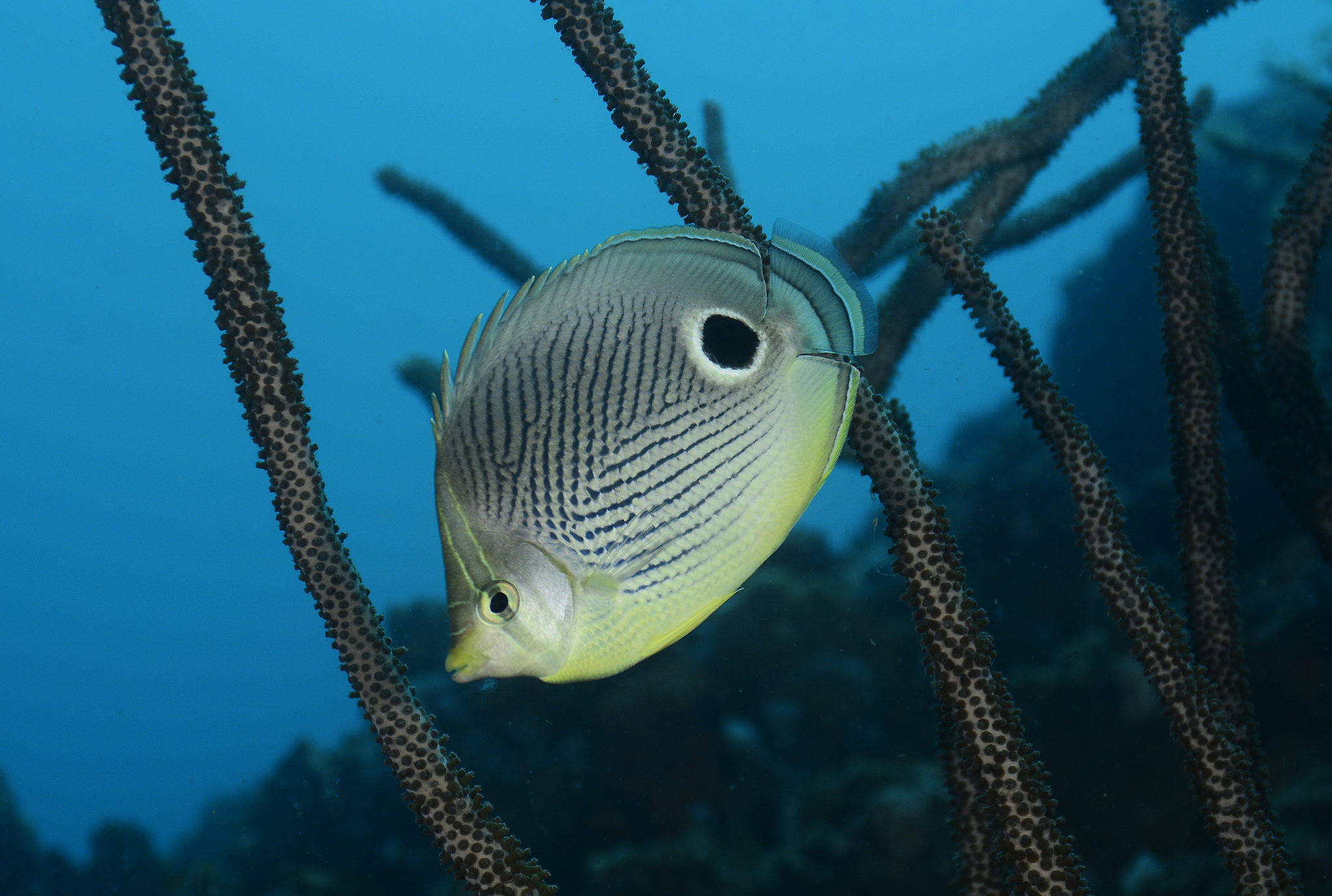 湖南环境生物职业技术学院有高铁乘务专业吗？
