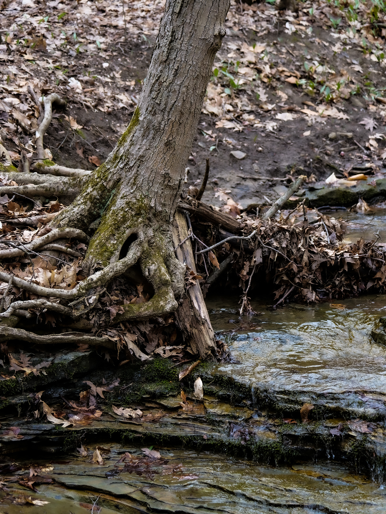 代表含义为水的名字