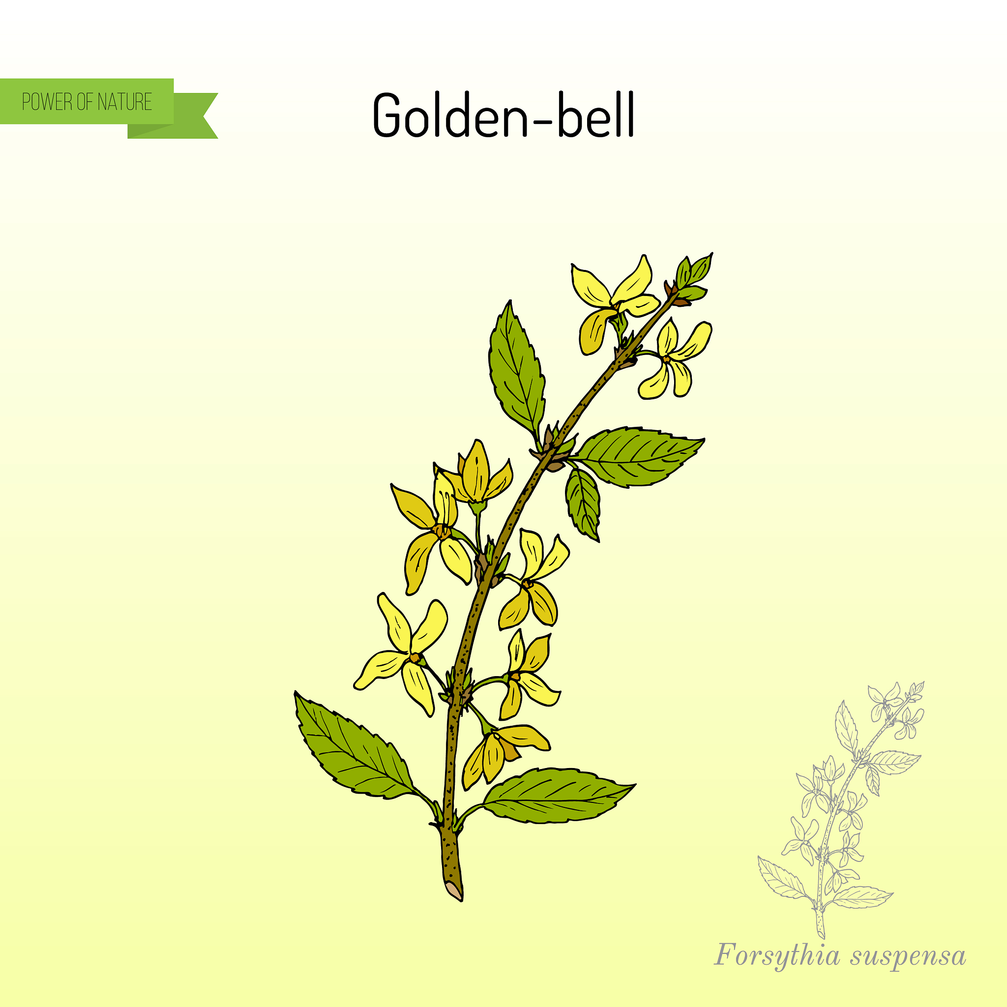 连翘解毒颗粒成分