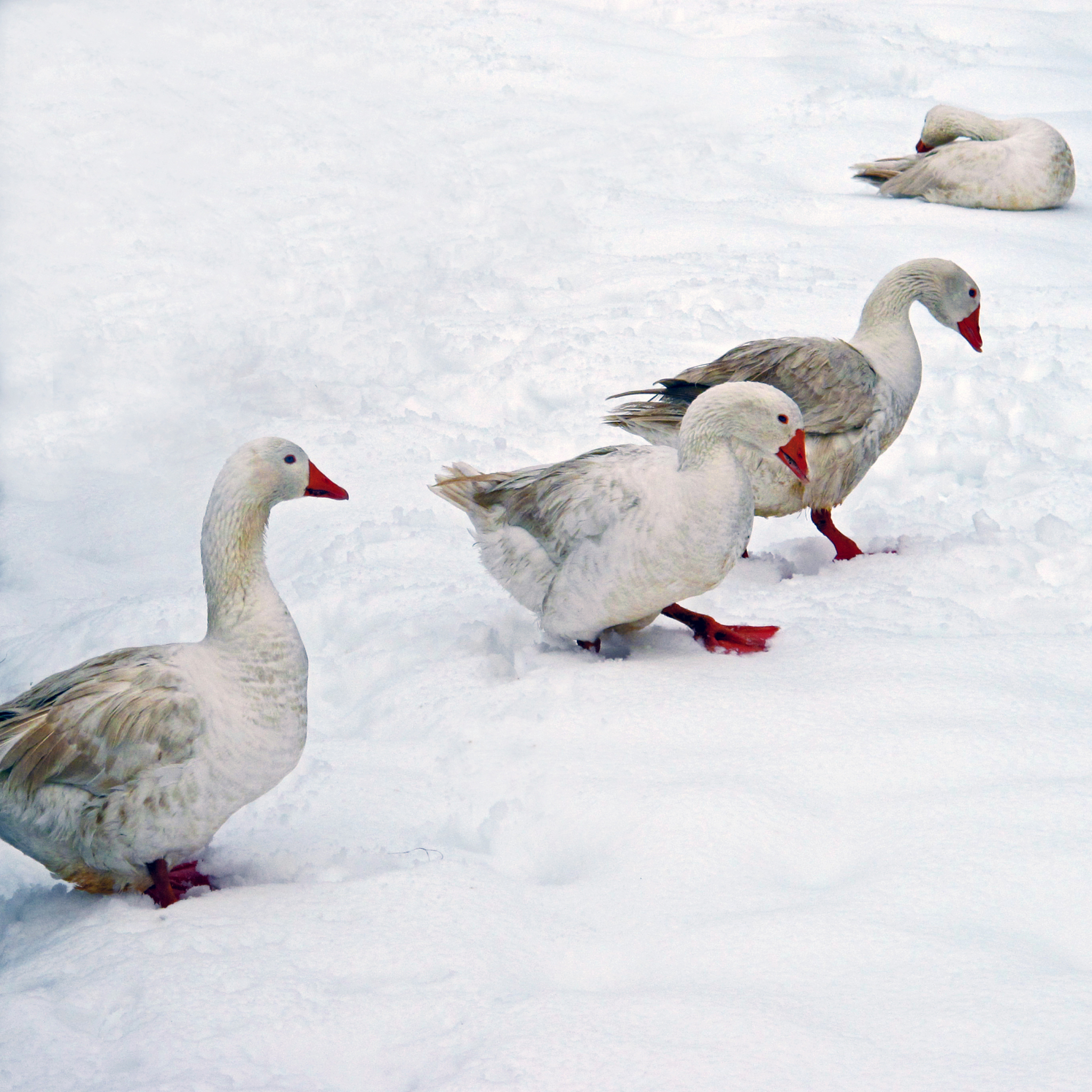 冬天词汇排序：从短到长排列 '秃'、'鸭' ... '寒冬'
