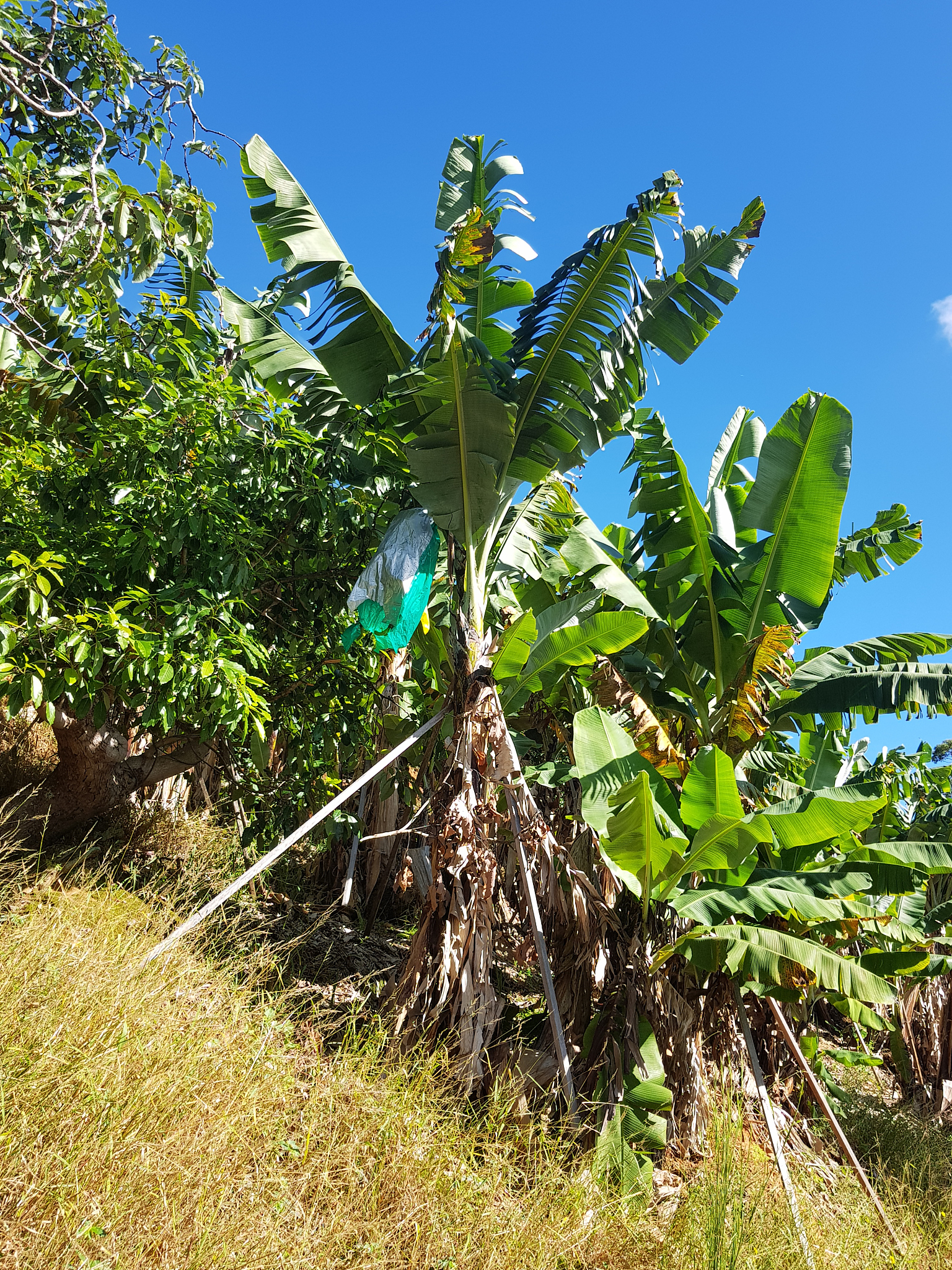 小鸡树：学名、别称及特点介绍