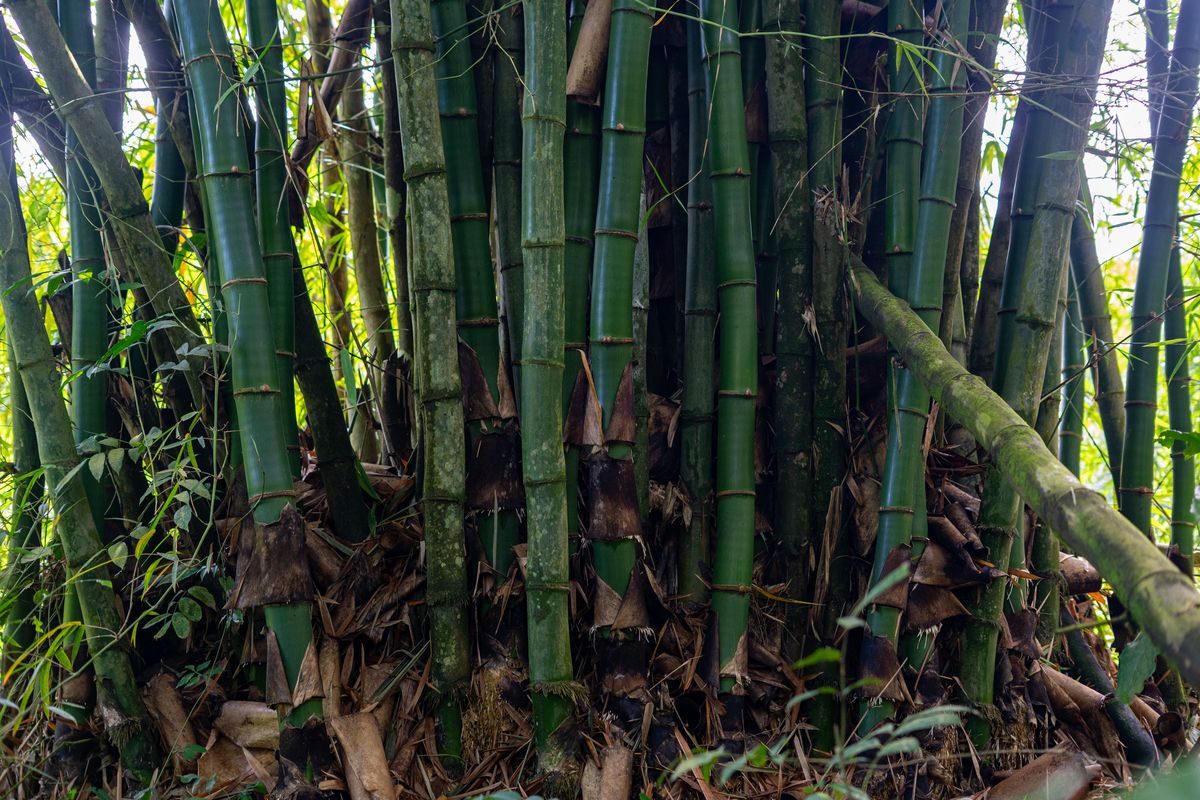 石家庄适合室外种植的竹子品种推荐