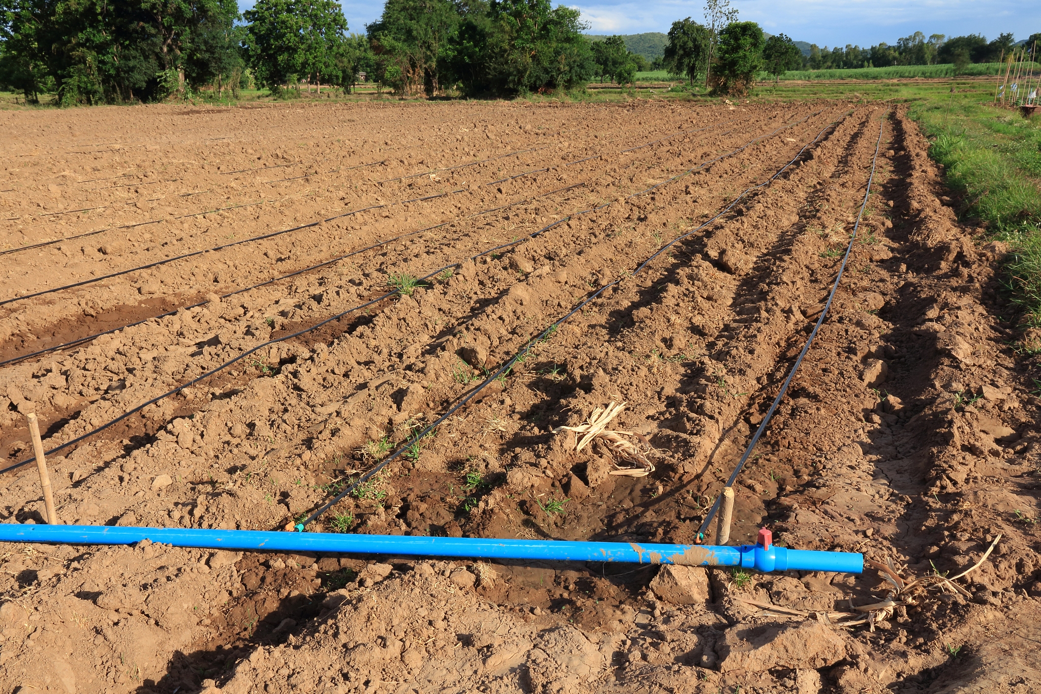 APSIM模型分析冬小麦灌溉方案对干旱风险的影响