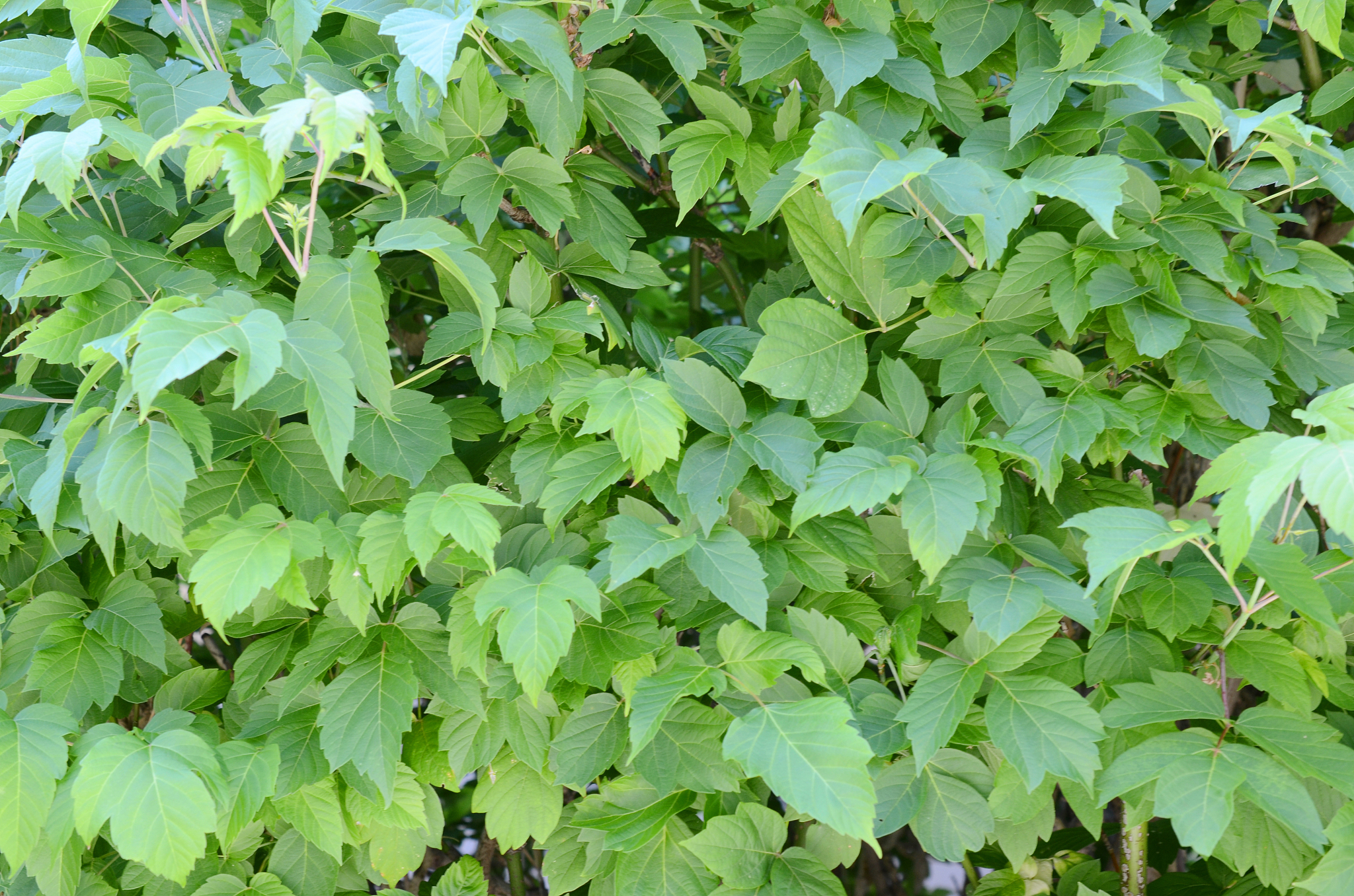 green foliage fence