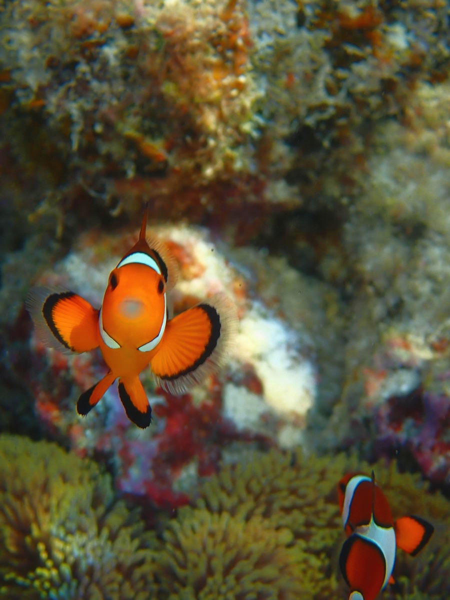 什么是生物多样性