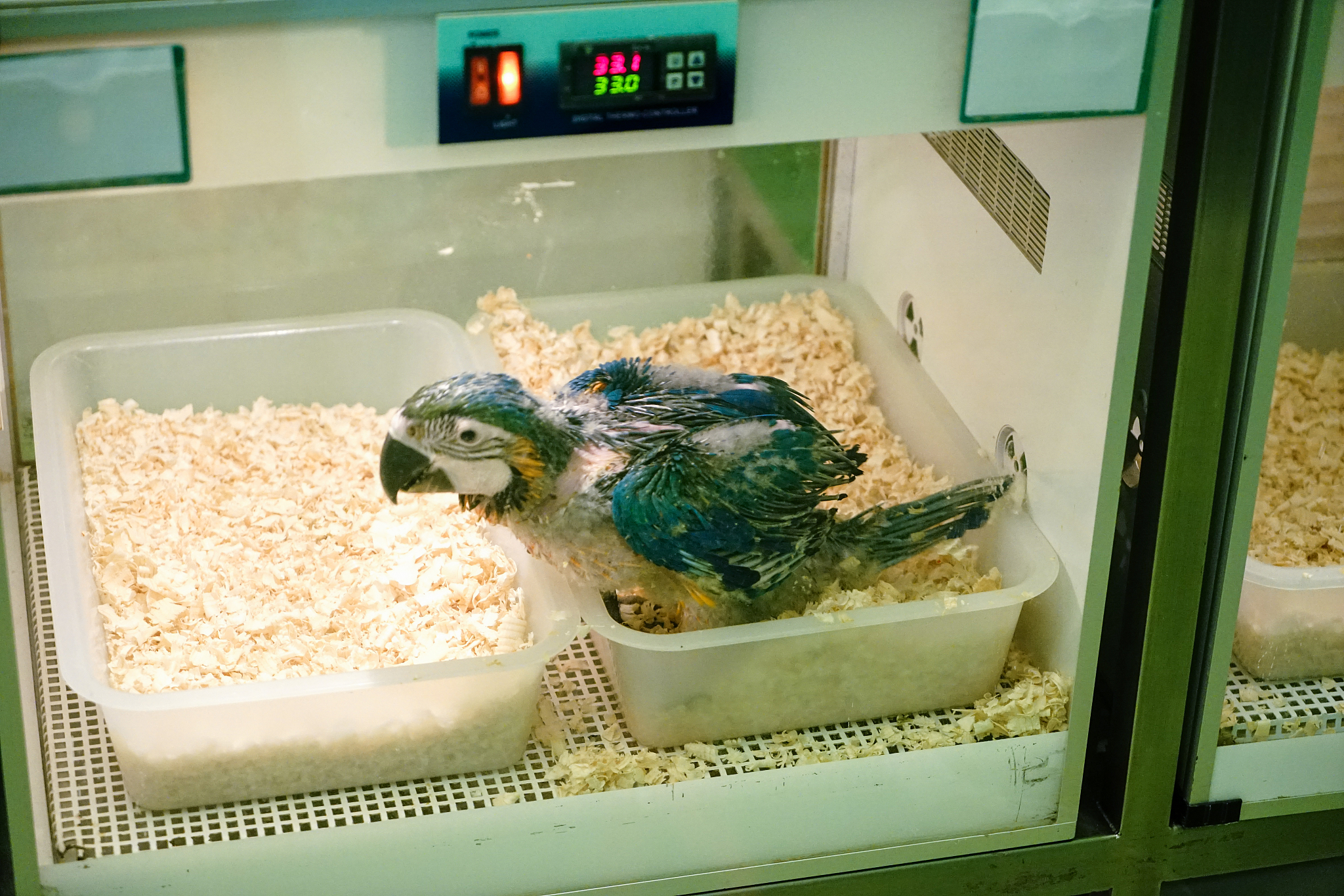 实验室安全吉祥物名字: 🦜 以鹦鹉为灵感，推荐'安妮'！