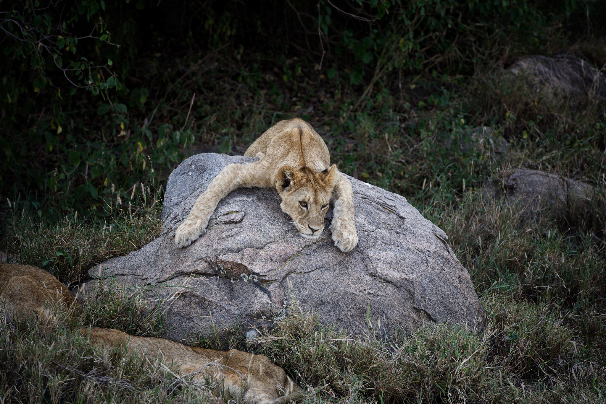 herd of lionesses with their cubs resting after a hard night of 