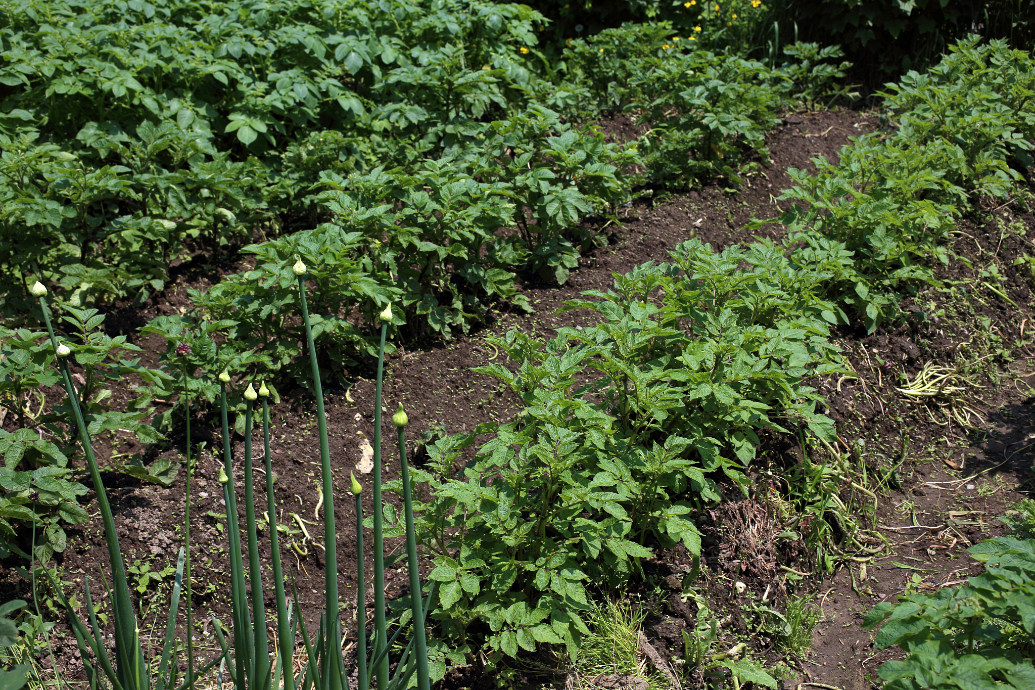 growing potato
