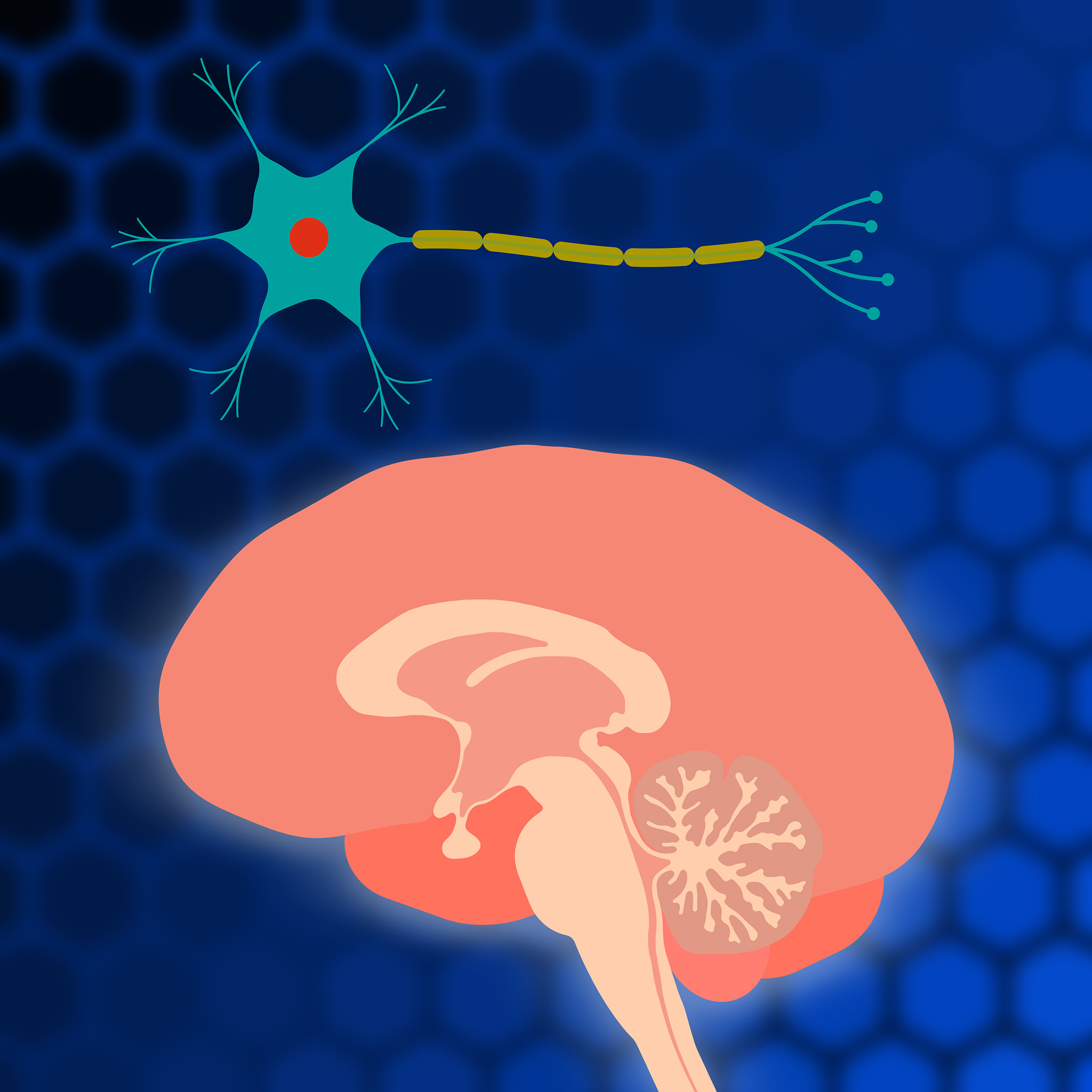 The Role of the Gut-Brain Axis, Immune Responses, and the Amygdala in Neuropathic Pain: Focus on Interleukin-17