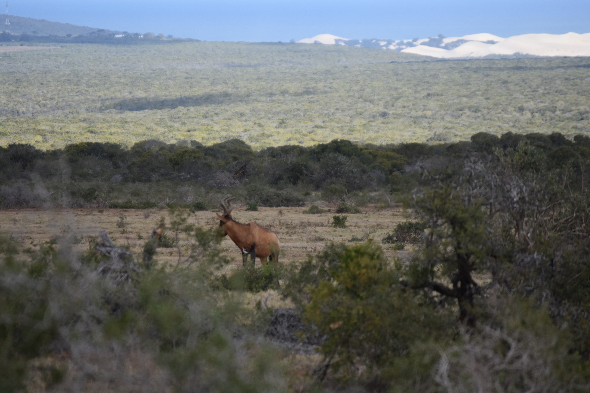 african game drive