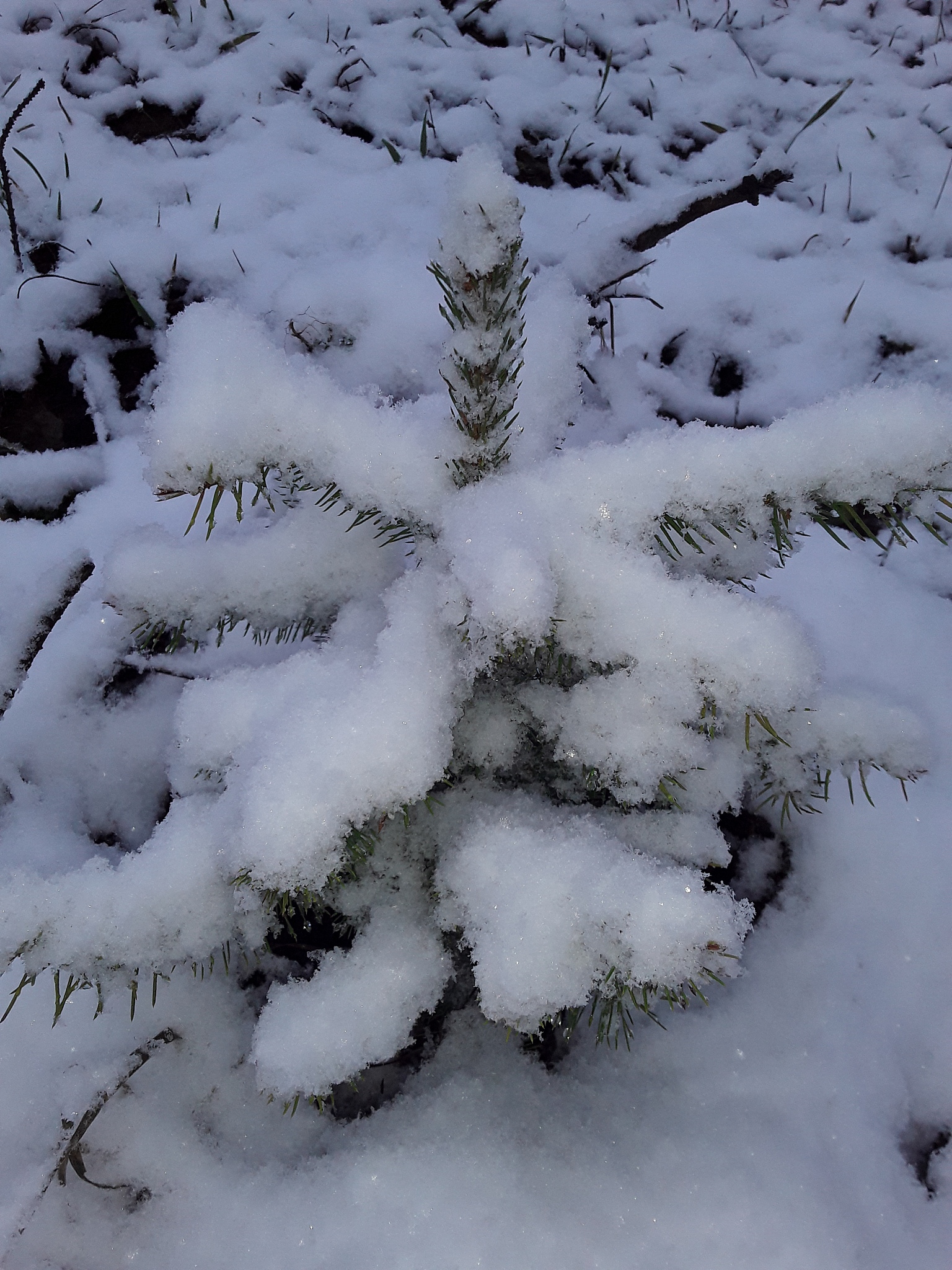 北半球和南半球春季霜冻事件（SF）的时空变化（1948-2016）