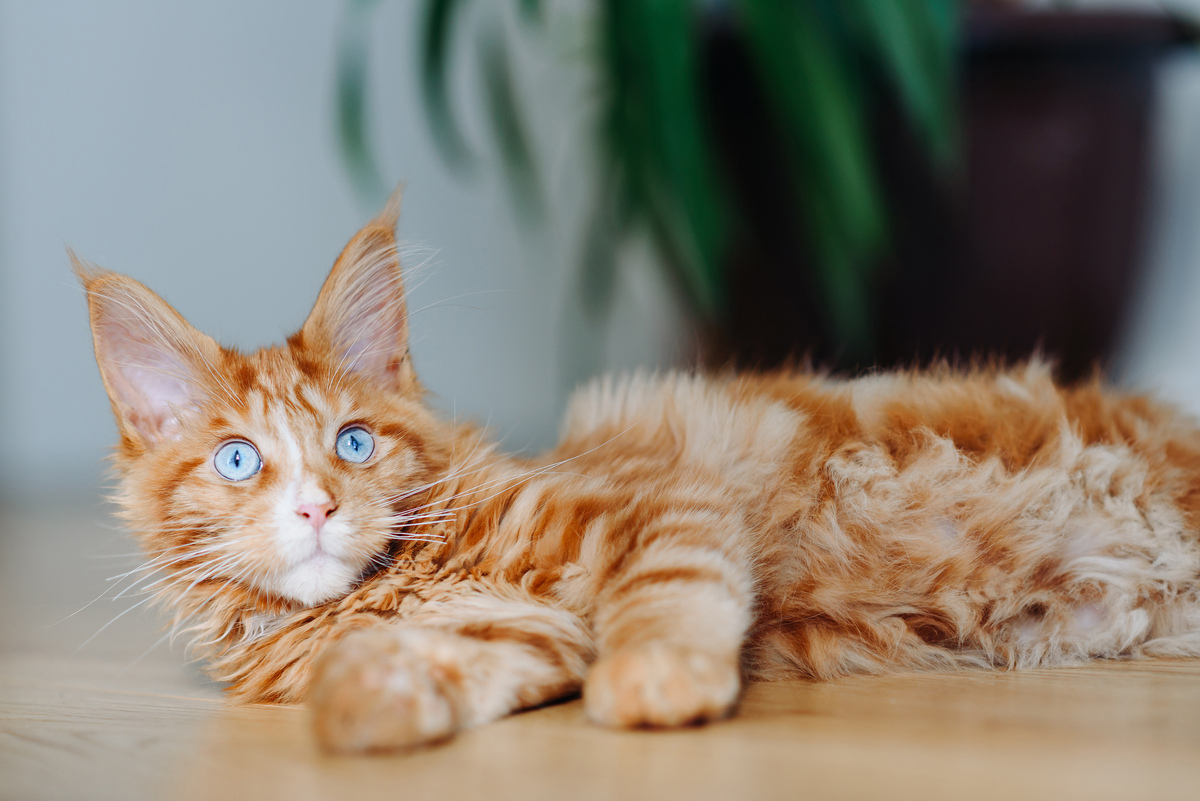 可爱的小猫咪：阳光、玩耍和爱