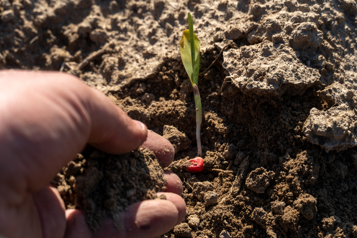 育秧技术：提高作物产量和品质的关键