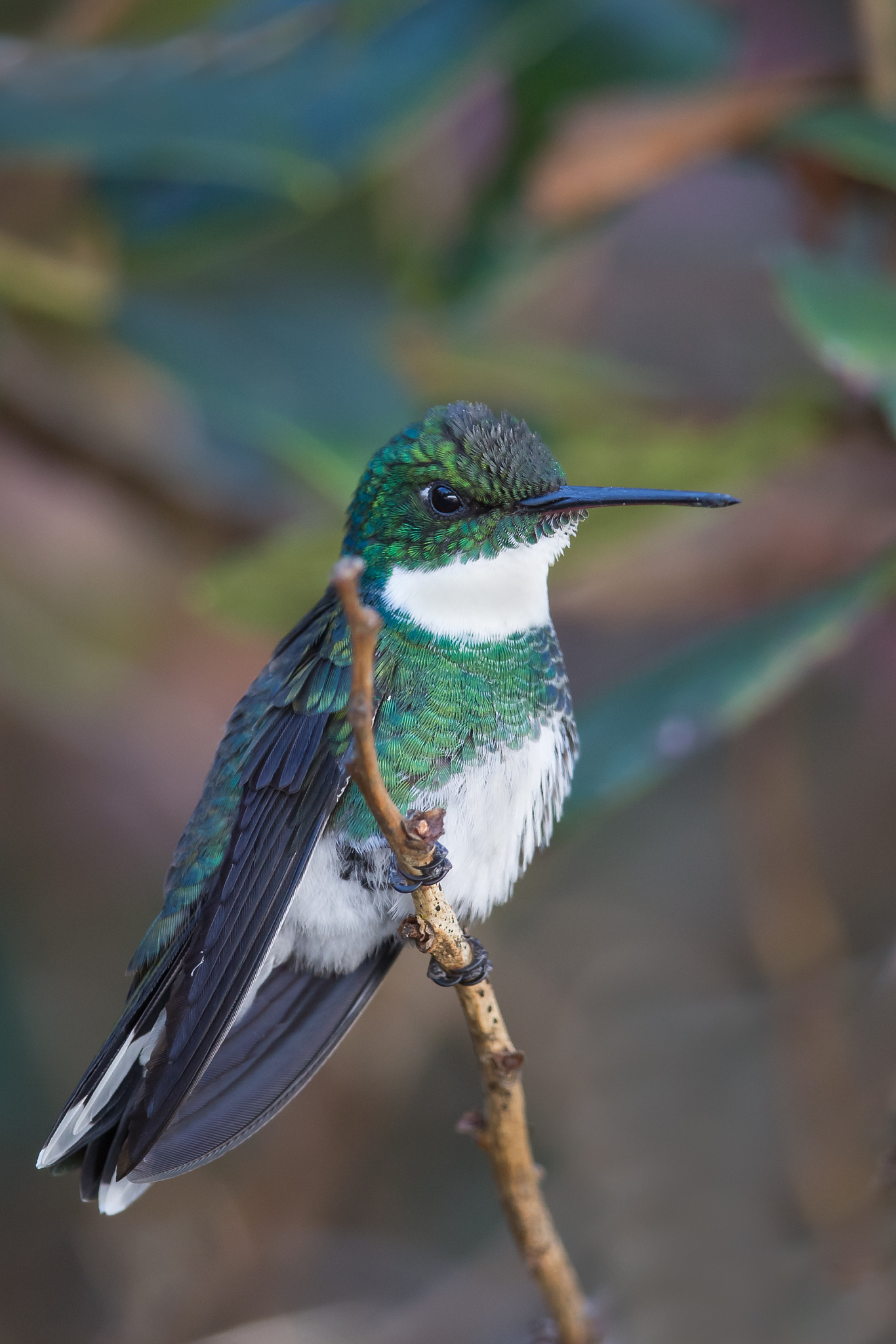 white throated hummingbird perched
