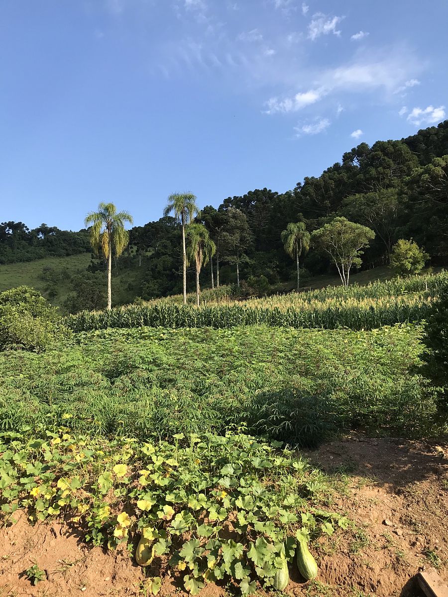 柬埔寨木薯种植分布：主要产区及产量 | 农业资讯