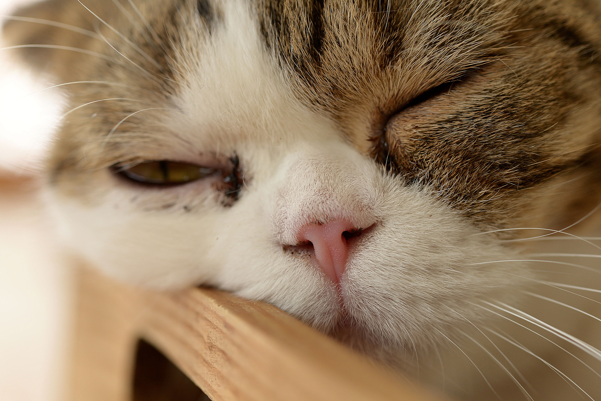 close-up of domestic cat portrait