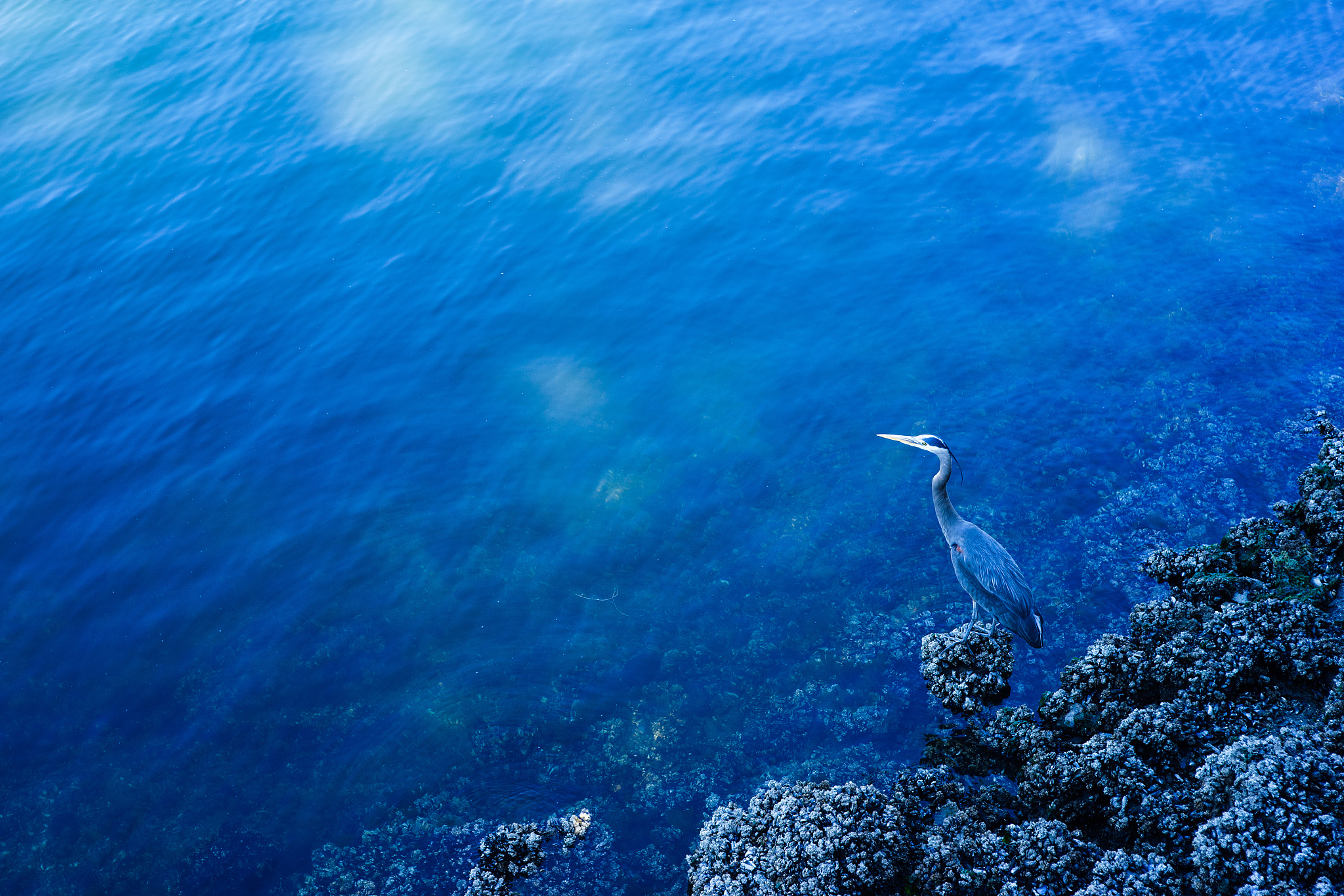 blue heron