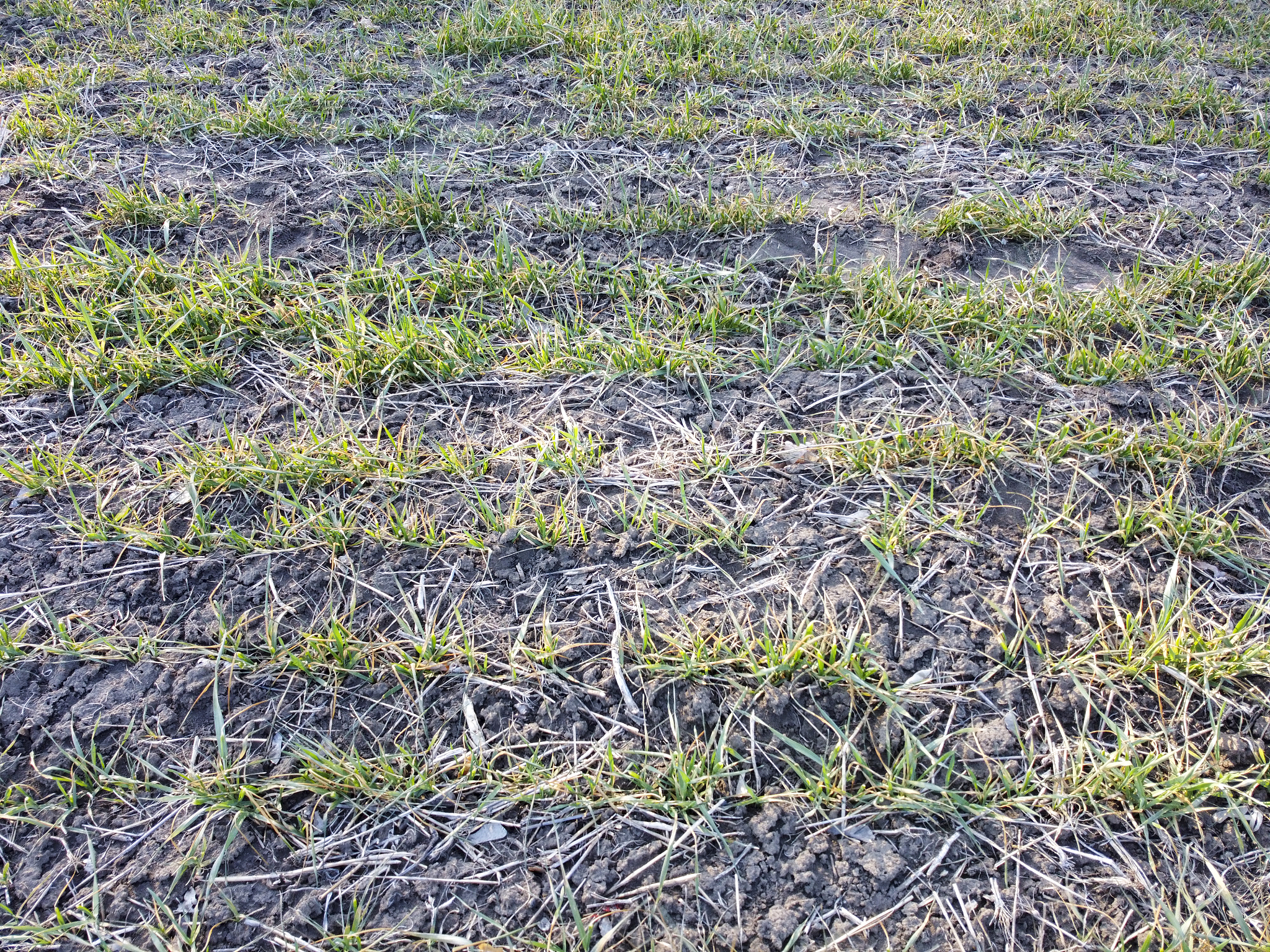 作物产量对天气响应的空间面板模型研究以嘉兴市为例的本科万字论文