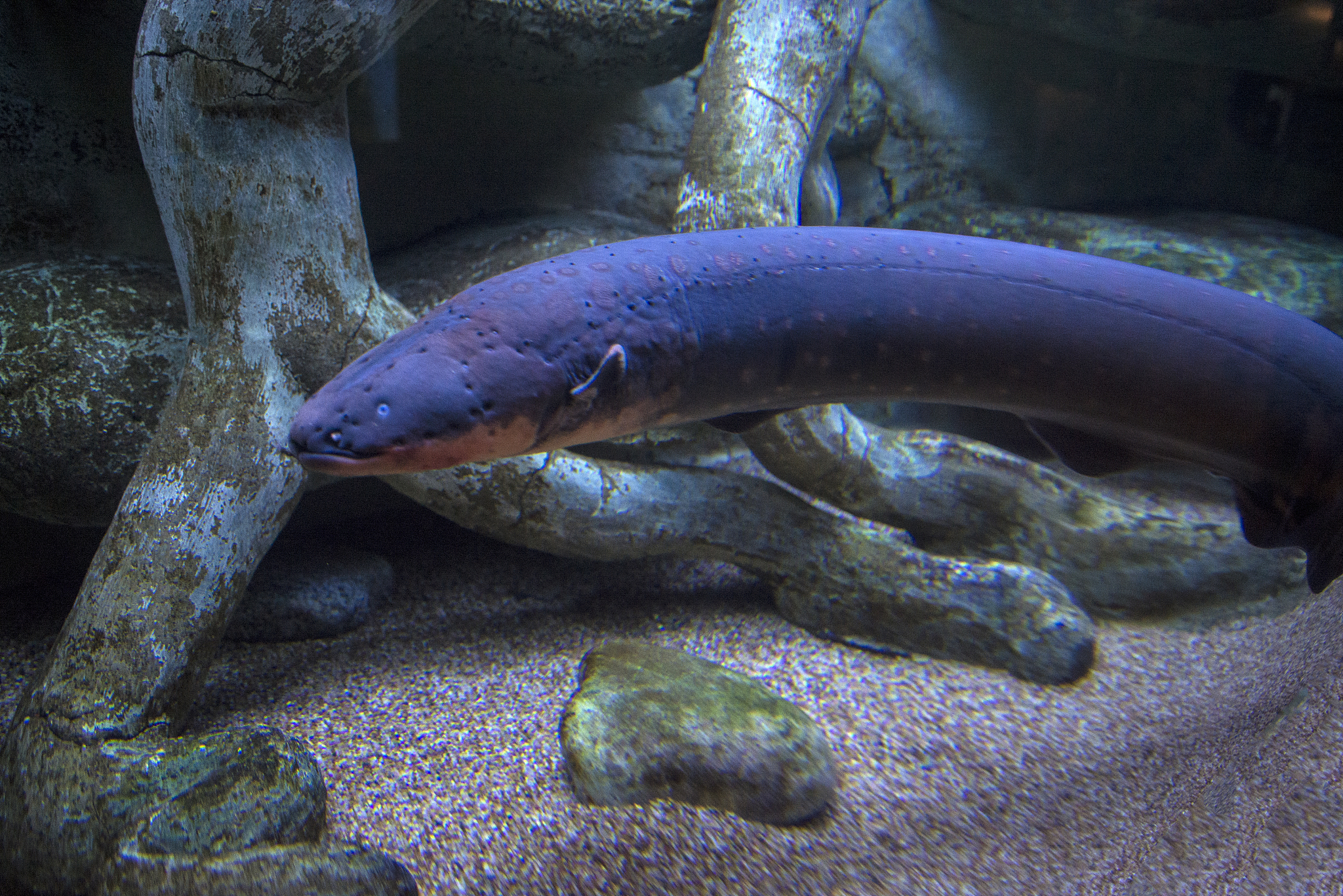 雷龙鱼的天敌：电鳗、电鱼以及其他威胁