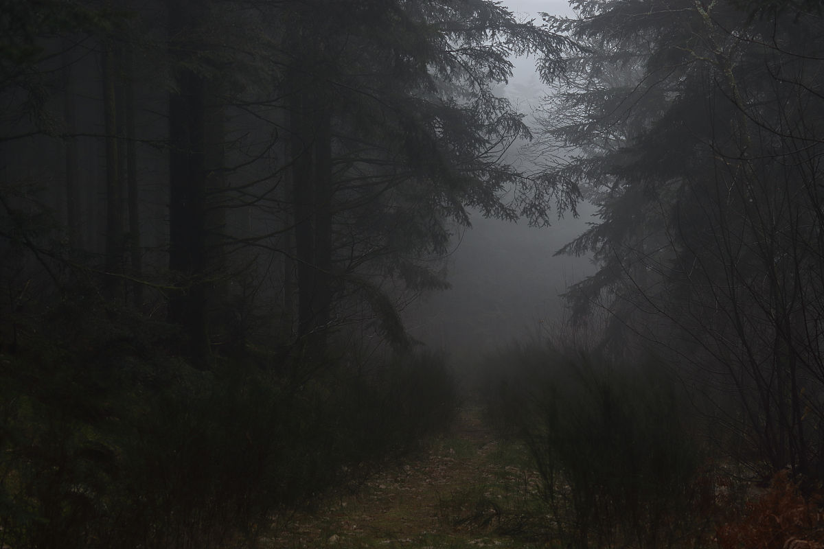 迷雾中木精的道路：恐怖诡异的冒险之旅