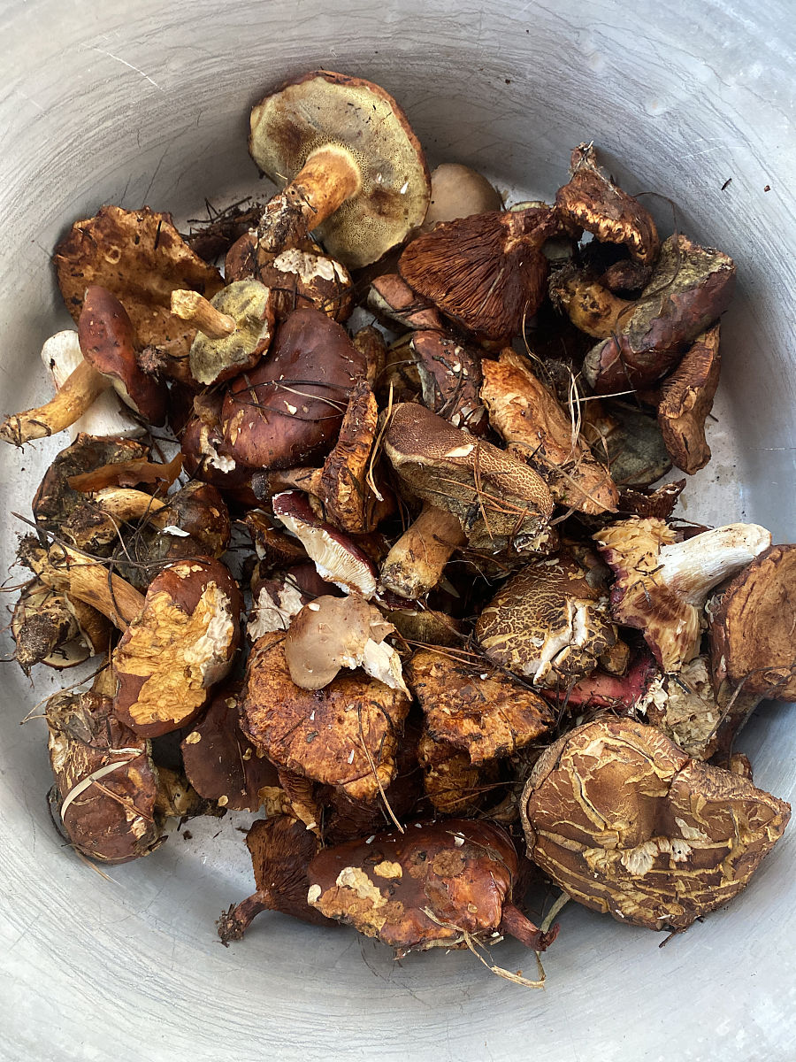 香椿酱酒香牛肝菌 功效 介绍