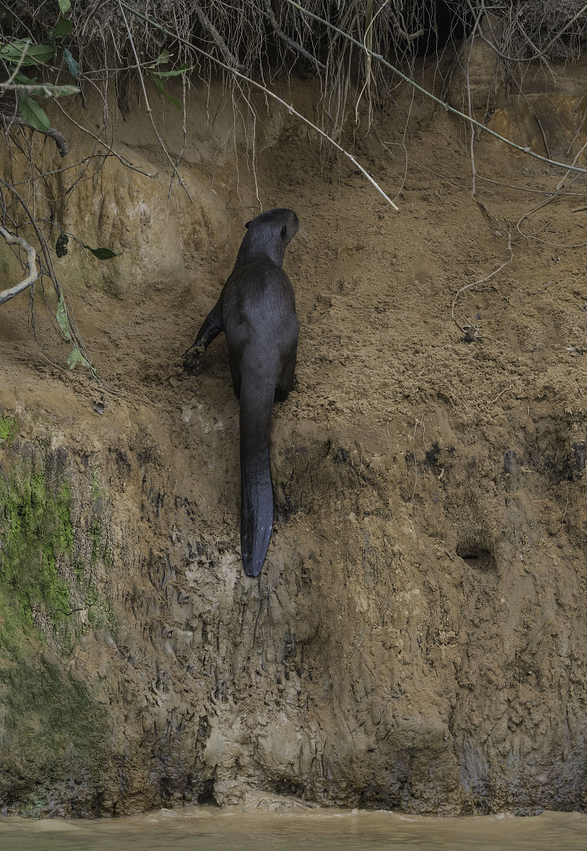如何区分事物类别？关键特征和特点解析