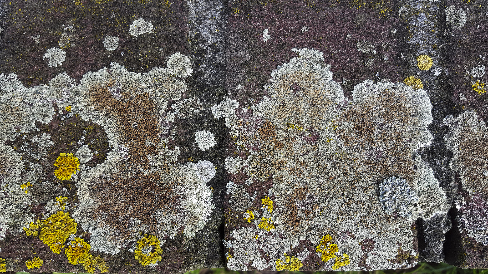 several species of lichens