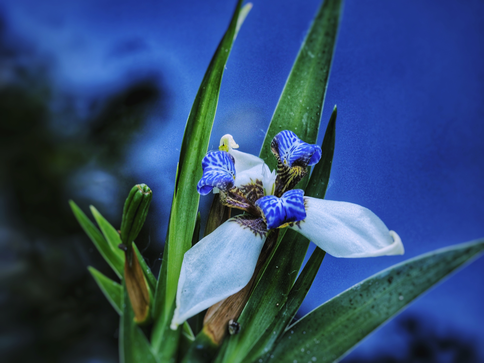 close-up of purple flowering plant