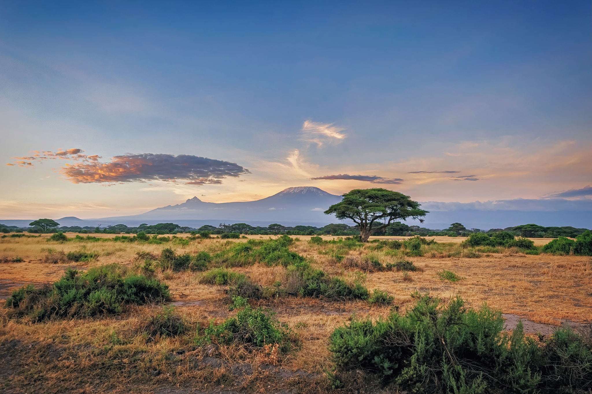 sunrise on the savannah in front of mt. kilimanjaro at amboseli 