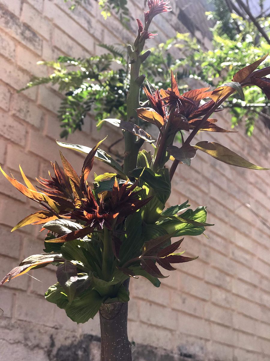 蟹爪兰花为什么好几年了不开花？蟹爪兰花不开花可能有以下原因：1 光照不足：蟹爪兰花需要充足的阳光才能开花如果放在光线不足的地方就会影响开花。2 温度不适宜：蟹爪兰花喜欢温暖的环境如果环境温度过低或过高也会影响开花。3 水分管理不当：蟹爪兰花对水分的需求较高但也不能过于湿润或干燥过度浇水或缺水都会影响开花。4 营养不足：蟹爪兰花需要充足的营养才能开花如果土壤中缺乏养分就会影响开花。5 生长环境不适宜