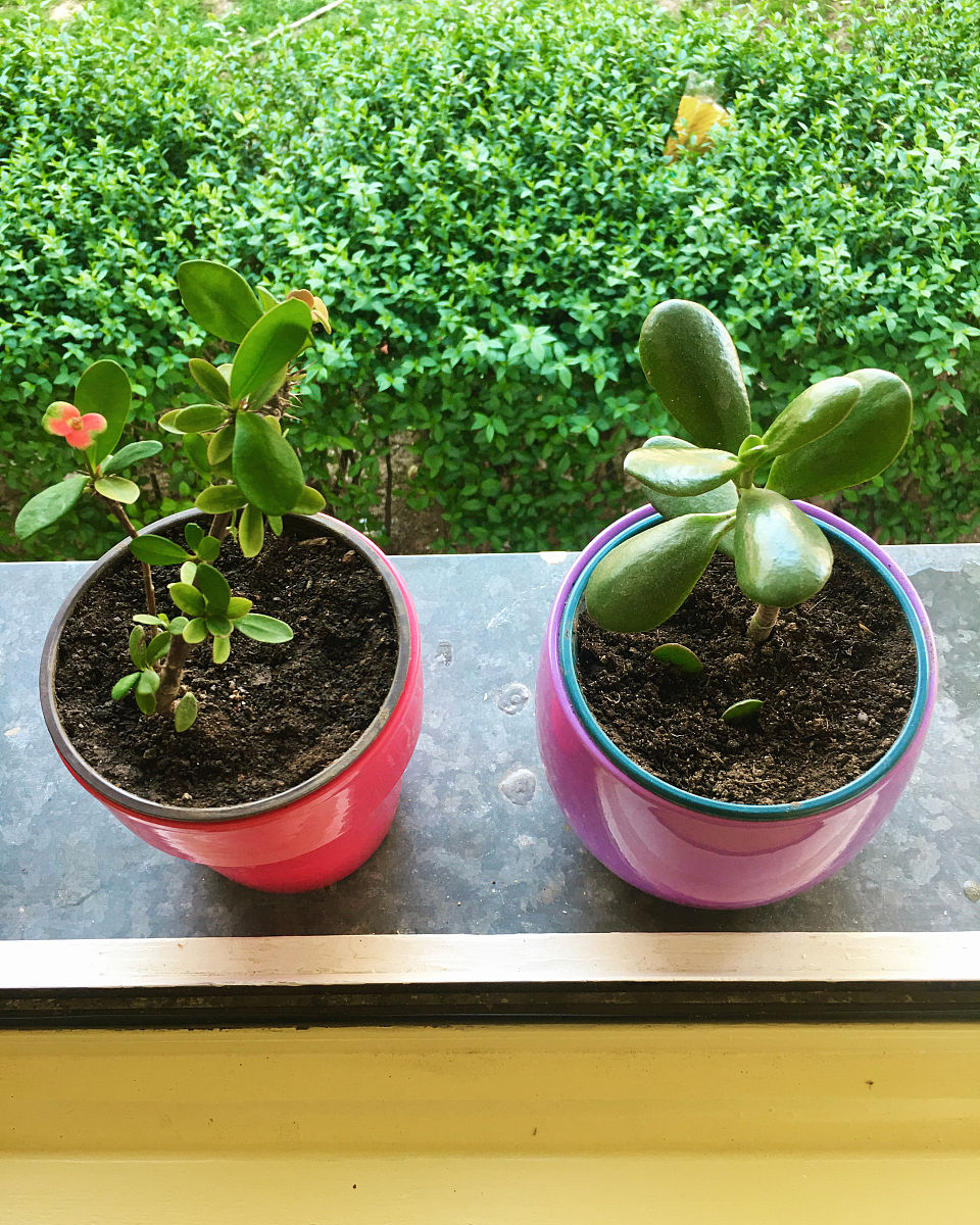 栀子花适合在室内养吗