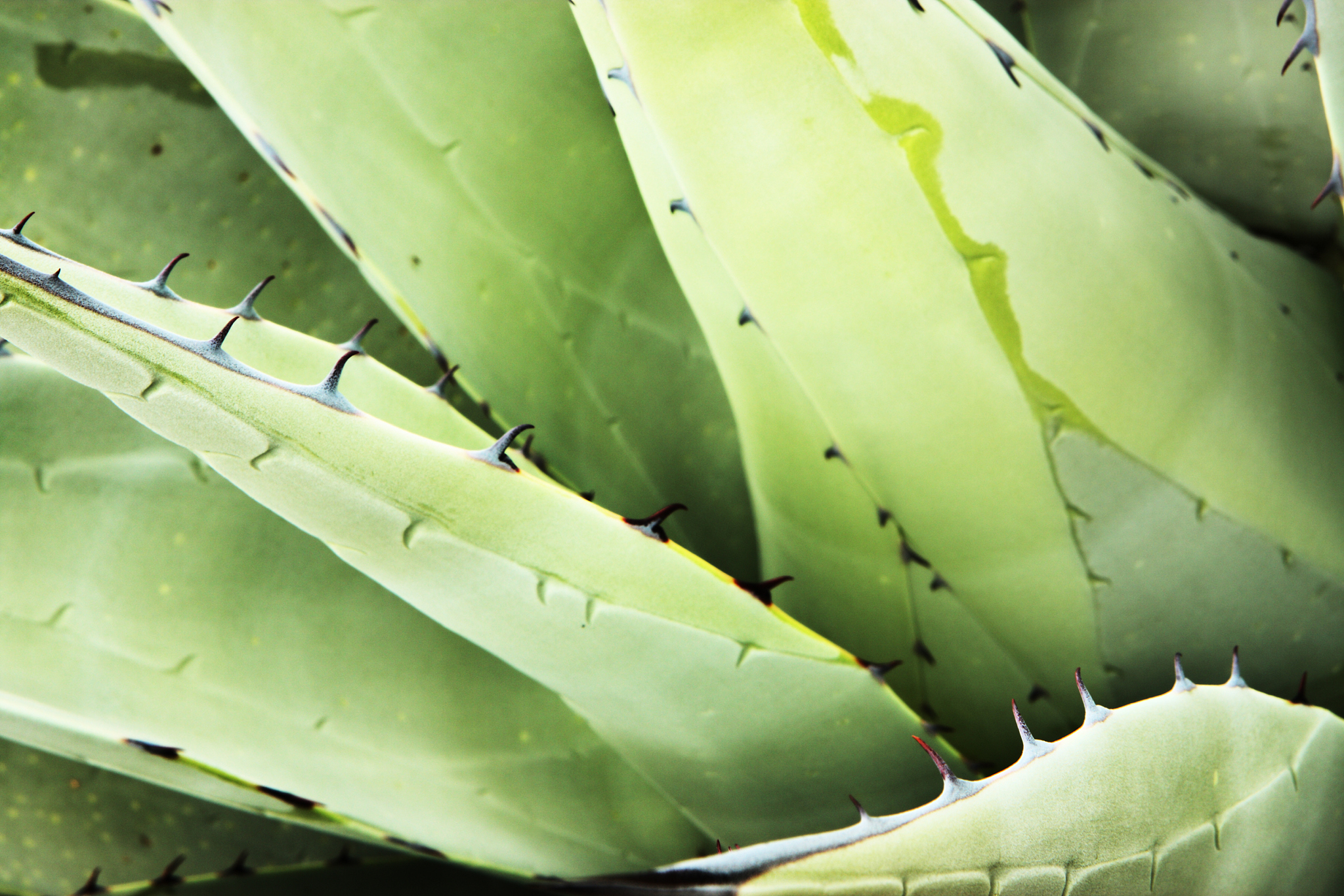 translate the following to chinesePlants need to eat as well! But there is a problem - plants can’t move around to find their food like most animals can To get around this they have developed a way of