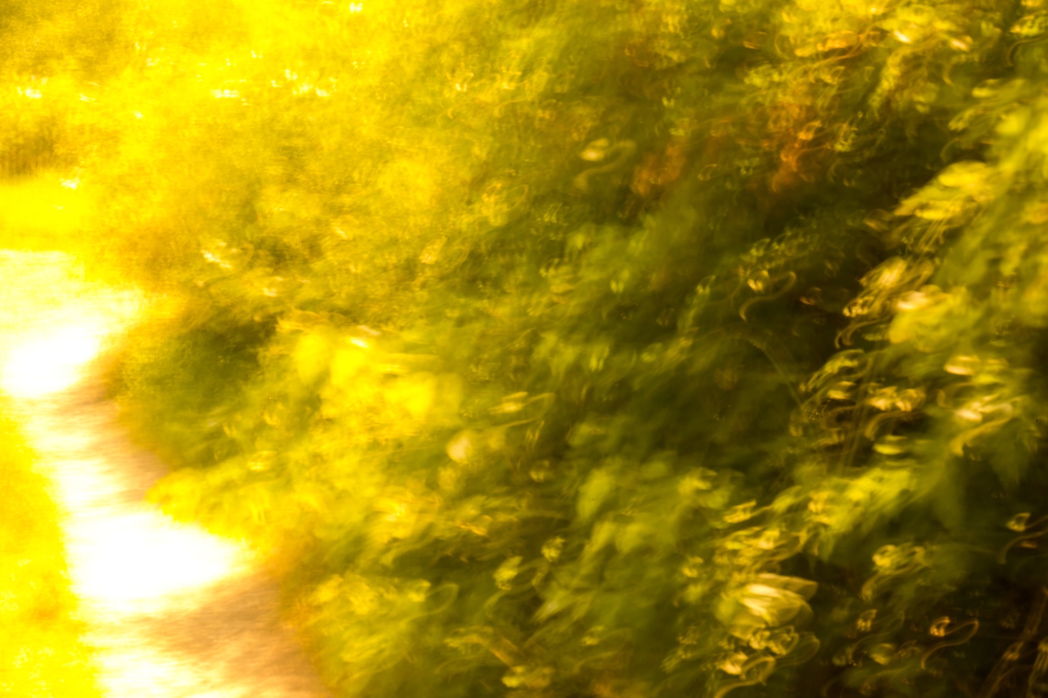 阳光下闪耀的金黄：松脂的光芒