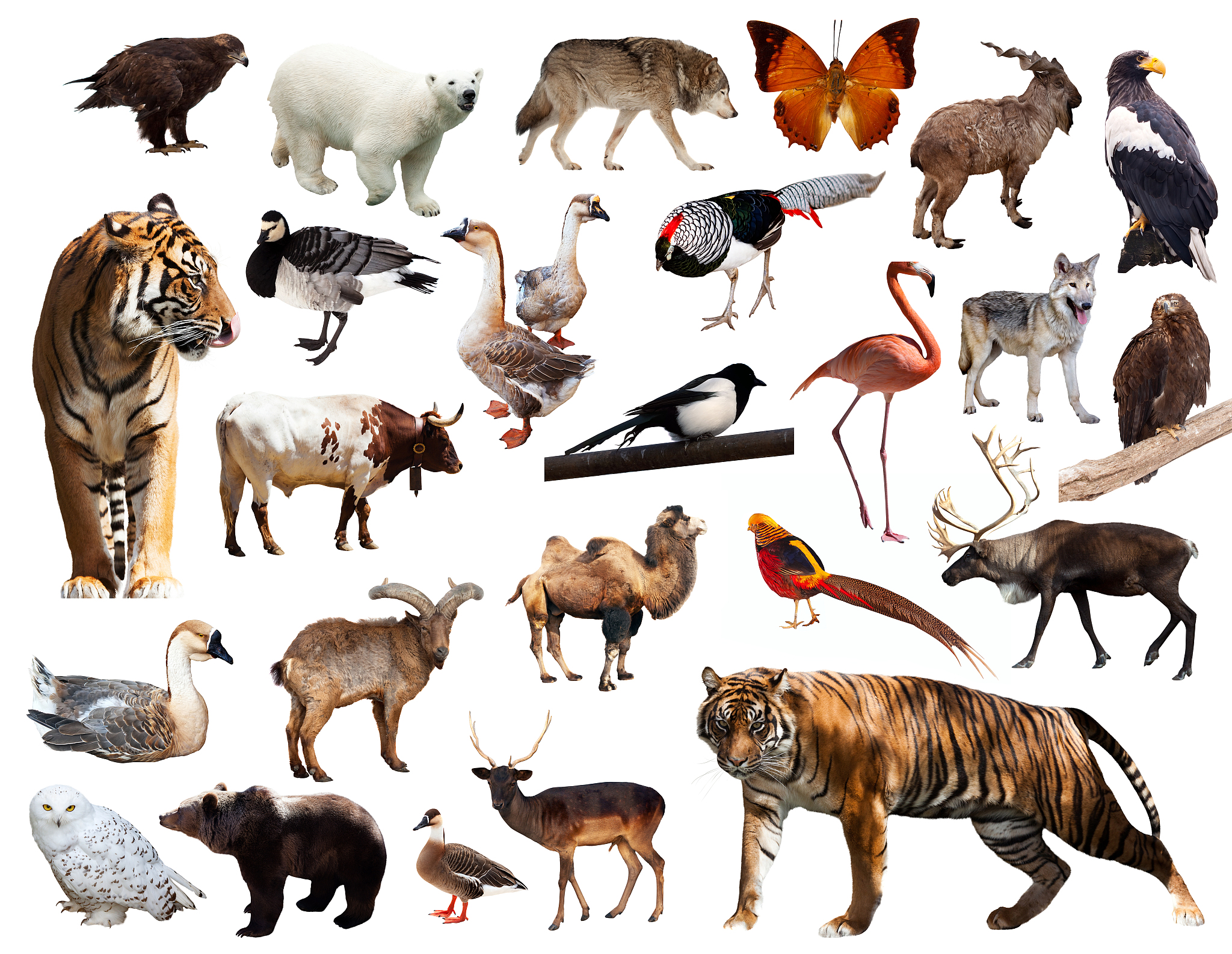 correct the sentence In China many large cities have zoos where you can see a wide range of wild animals Also if you travel to rural parts of the country or visit protected areas such as national par