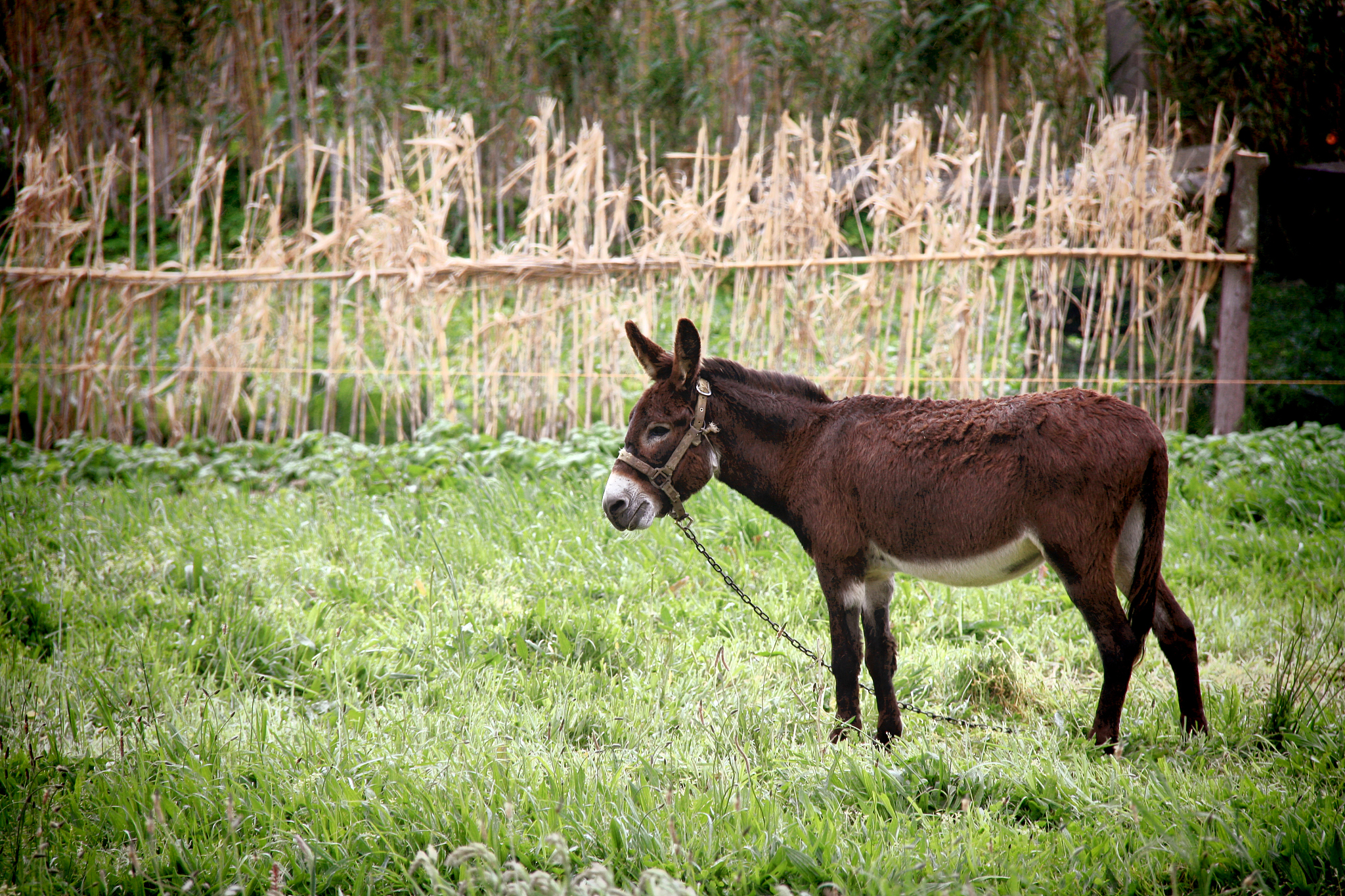 donkey