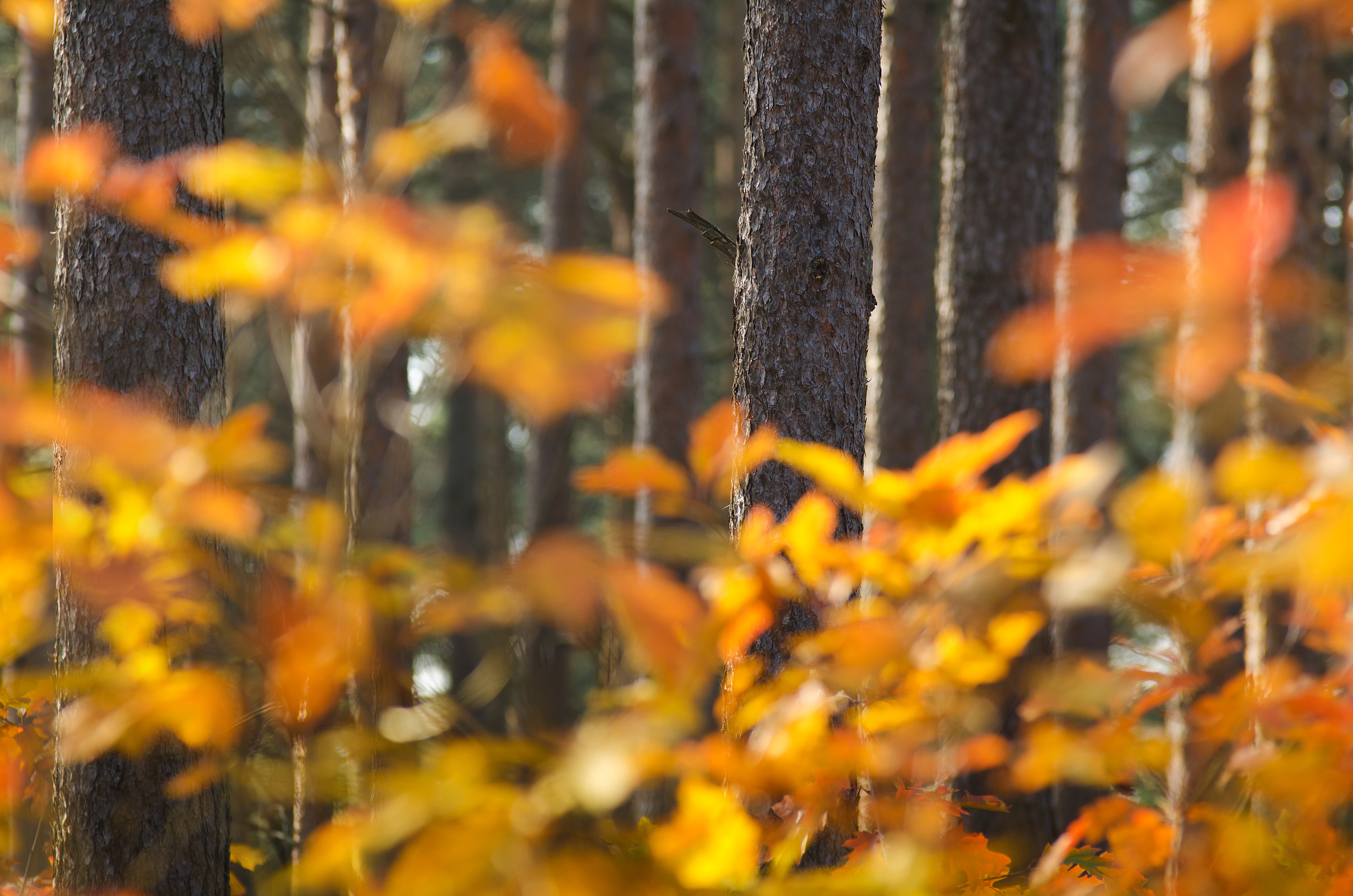 被子植物有哪两大科