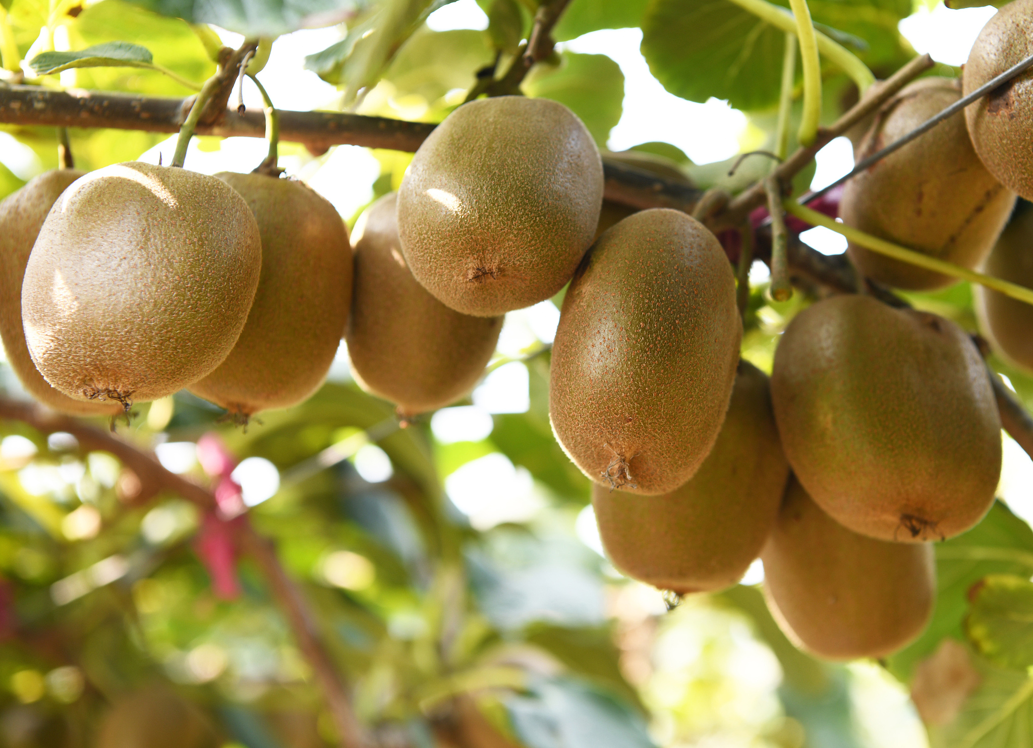 齐峰果业眉县猕猴桃产品策略现状分析及未来发展方向