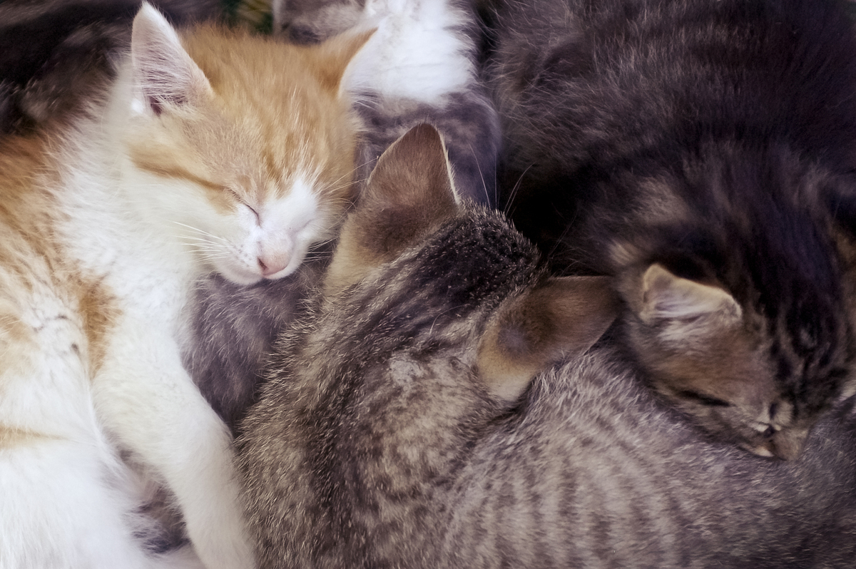 猫咪和主人的互动：解析热情与爱答不理的规律