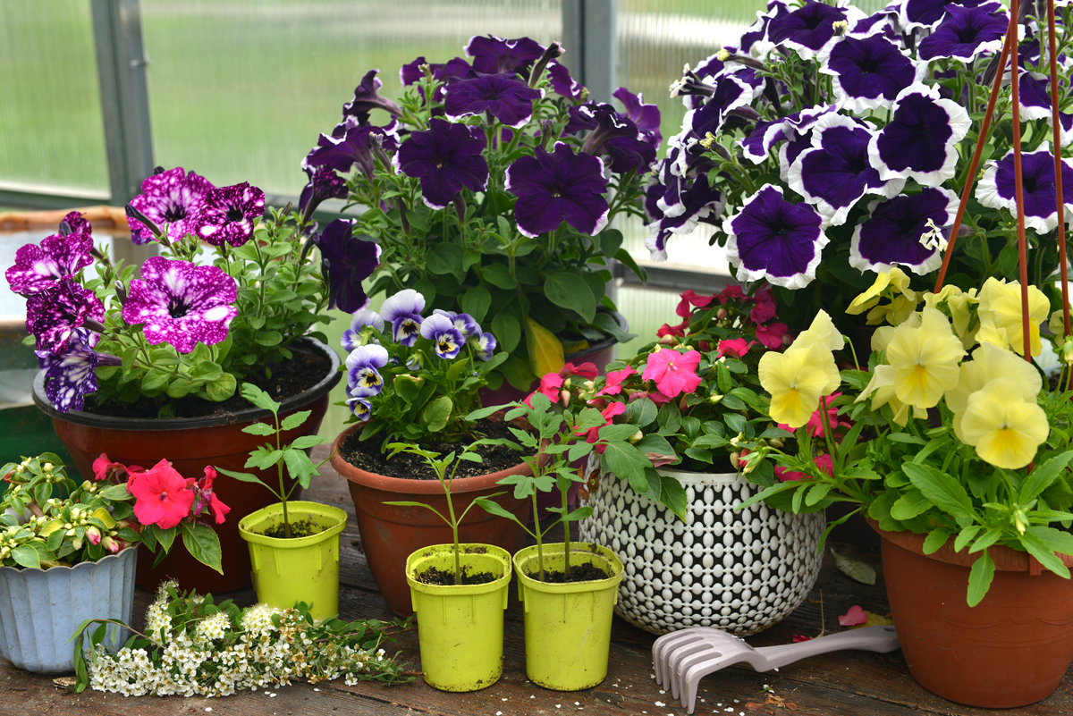 太阳花什么时候开花？阳台可以种植吗1500字