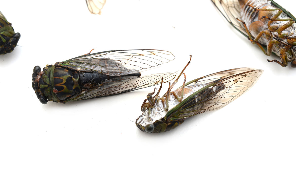 你现在是一个科普知识专家请你帮我在下文的基础上二次创作成为一个丰富、有信息量、有编辑思路、有独创性的新文章在尽量保留原文的情况下加入精彩的解说点评：地下休眠17年天空展翅17天金蝉脱壳难得知了声声难入眠。今天我将带你了解一下最懂数学的金蝉。今天我要给你们讲讲蝉的奇妙生活。你知道吗蝉的生命中有99的时间都是在地下度过的。当你在夏天听到知了不断鸣叫时那意味着它们即将度过它们最后的时光了。全世界有超过两