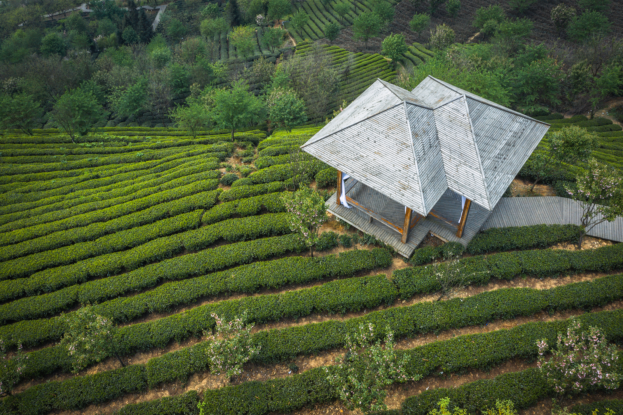县域旅游规划方案：茶香古韵，生态休闲，打造旅游新名片