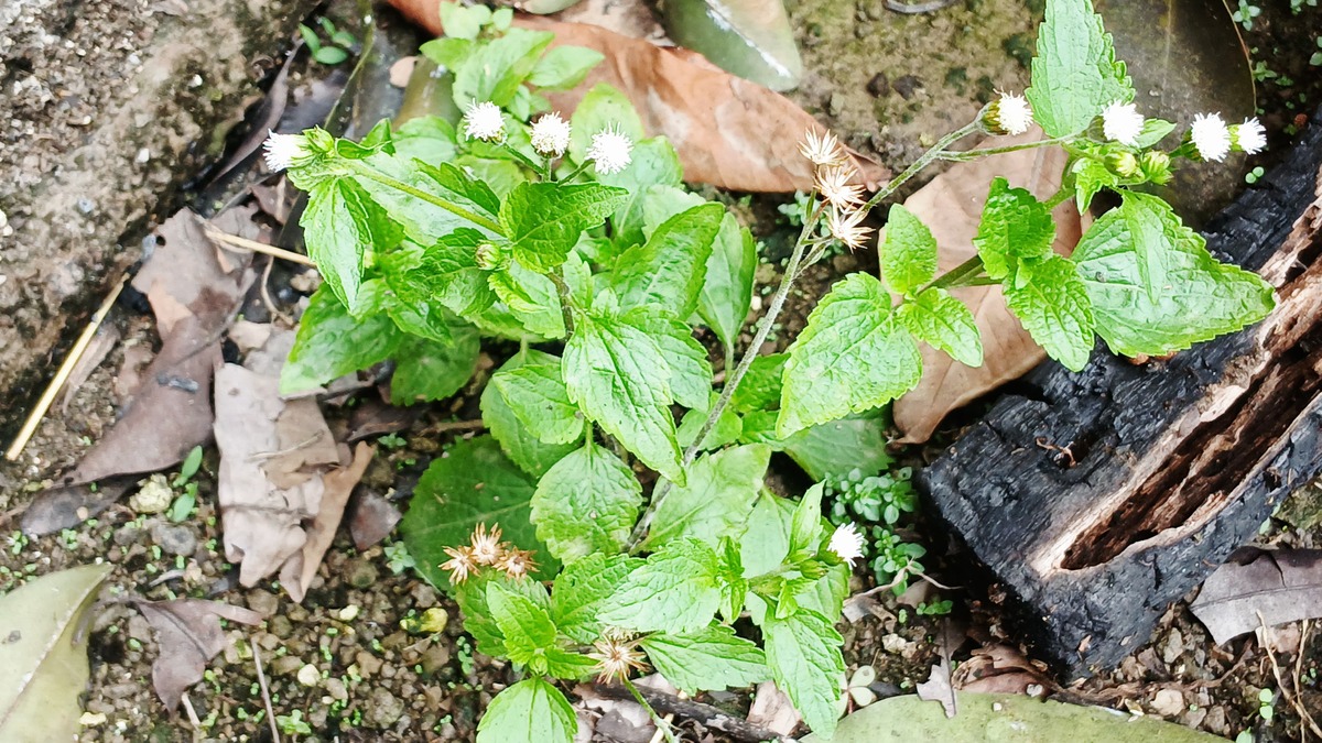 拉拉秧煮水泡脚的副作用：好处与风险需知
