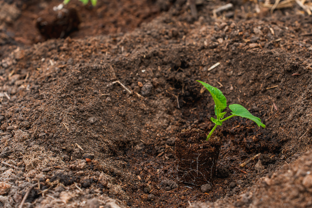 干旱胁迫对幼苗和成苗可溶性蛋白的影响