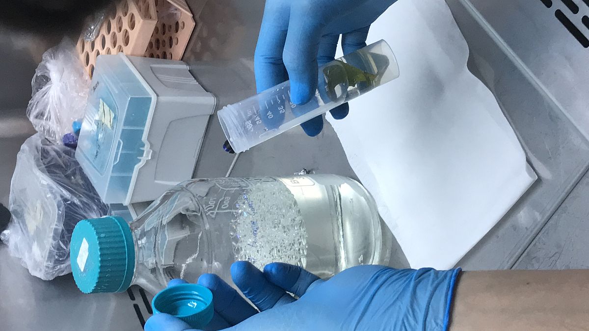 植物组培培养基制作：材料用量、配方和方法