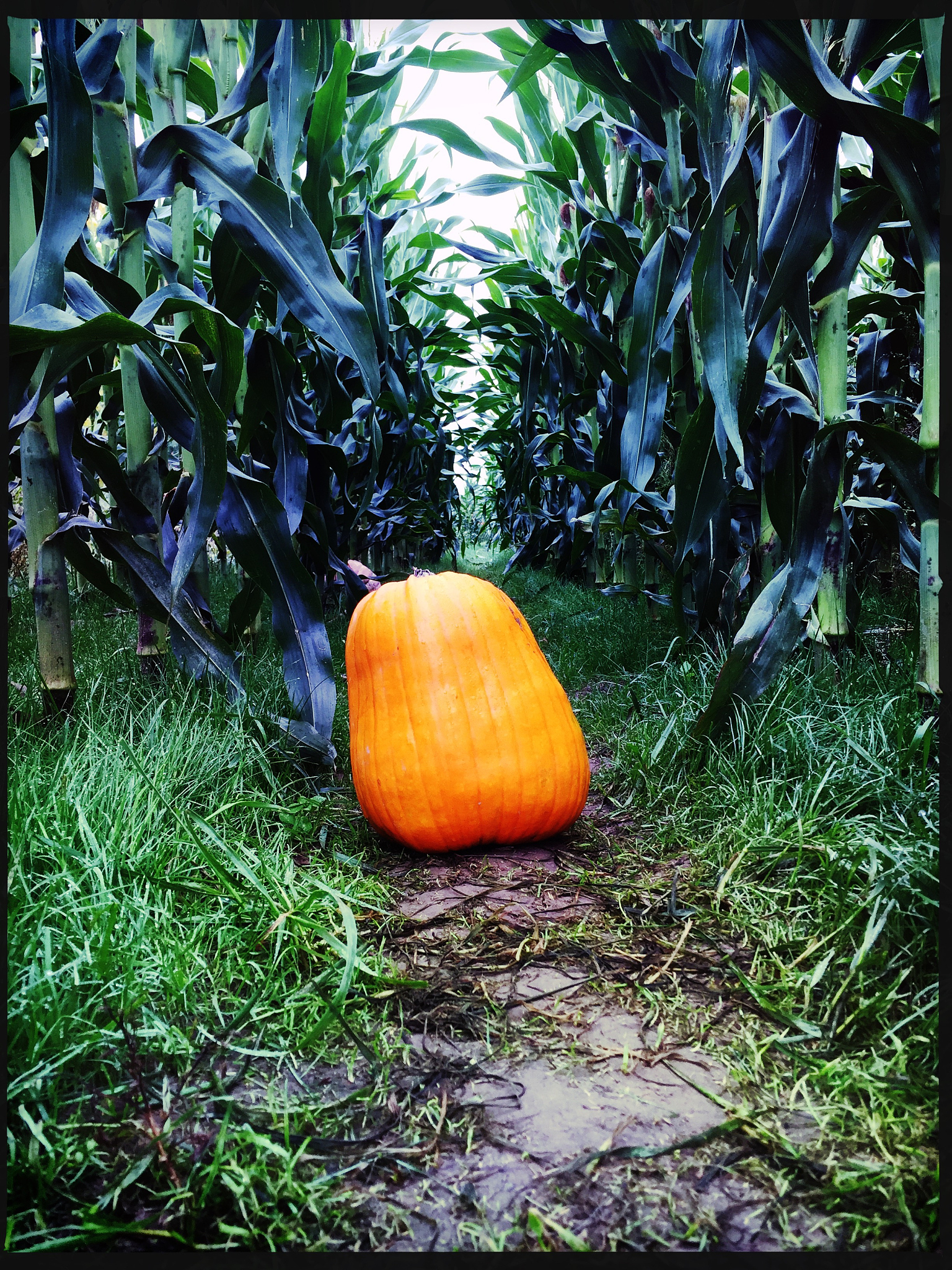 坡耕地光伏区不同种植作物对土壤团聚体及有机碳含量的影响