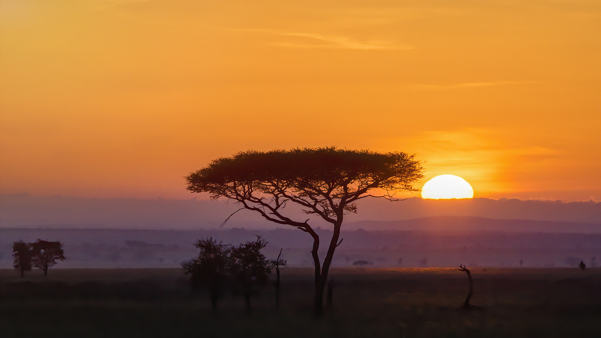stunning sunrise panorama with acacia tree at the serengeti nati