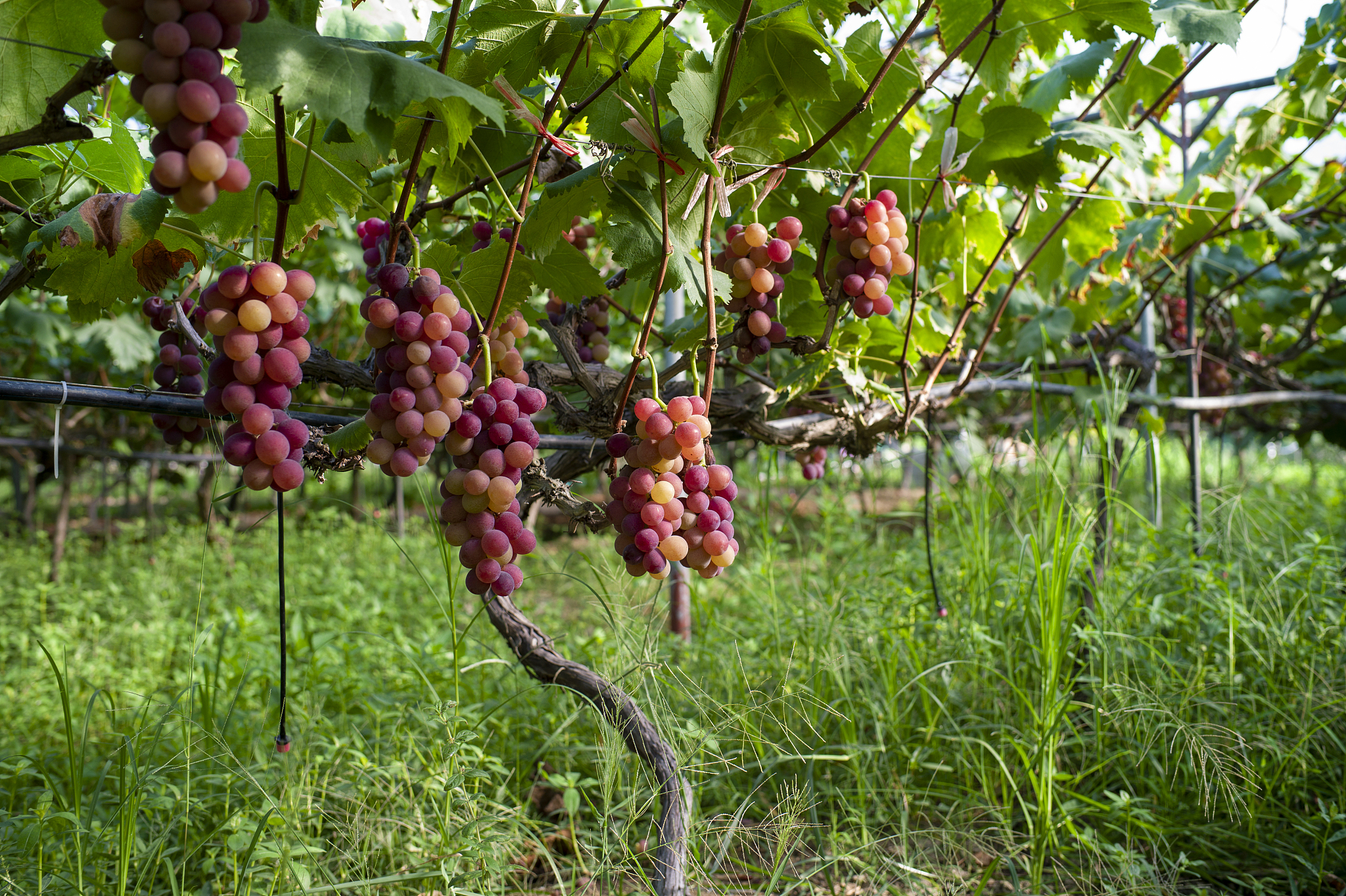 葡萄抗旱性研究进展综述：遗传、生理、品种、基因和抗旱策略