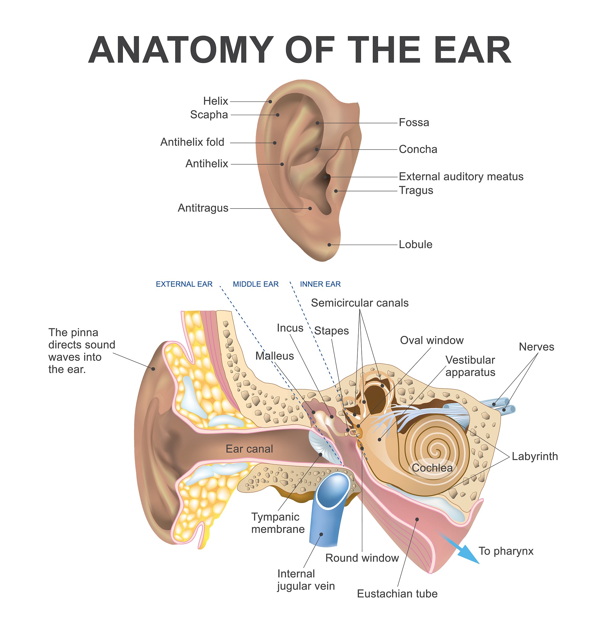 耳朵能动来动去？揭秘耳廓肌运动现象