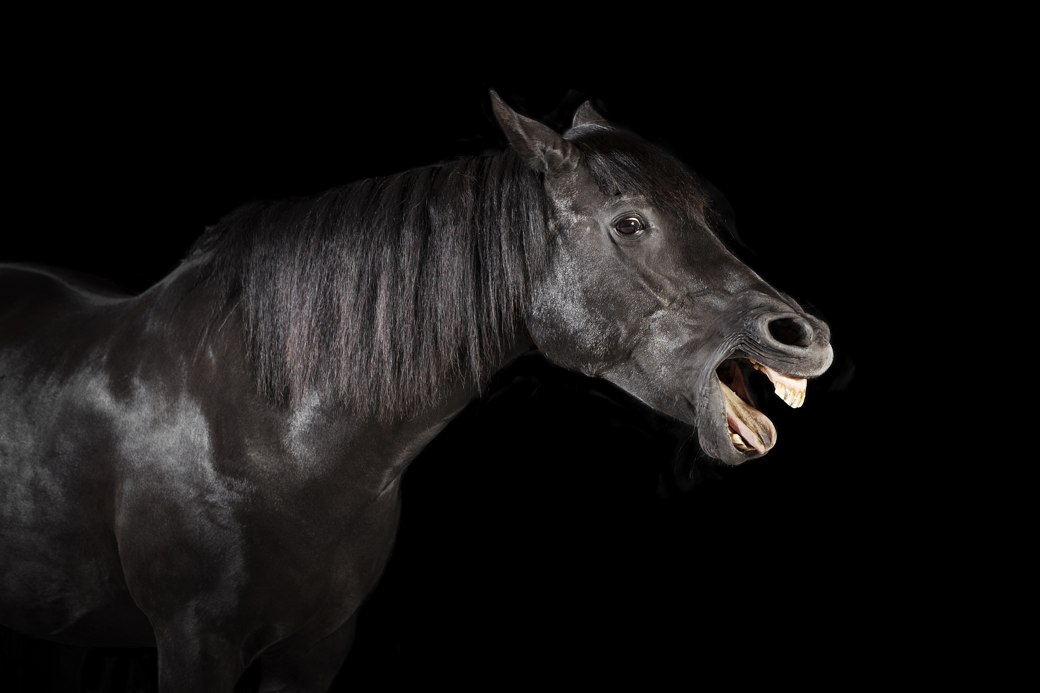 A name for a black horse