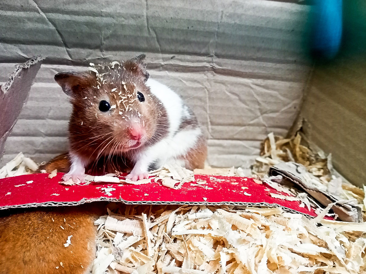 金丝熊趣味视频拍摄指南：打造爆款萌宠短视频